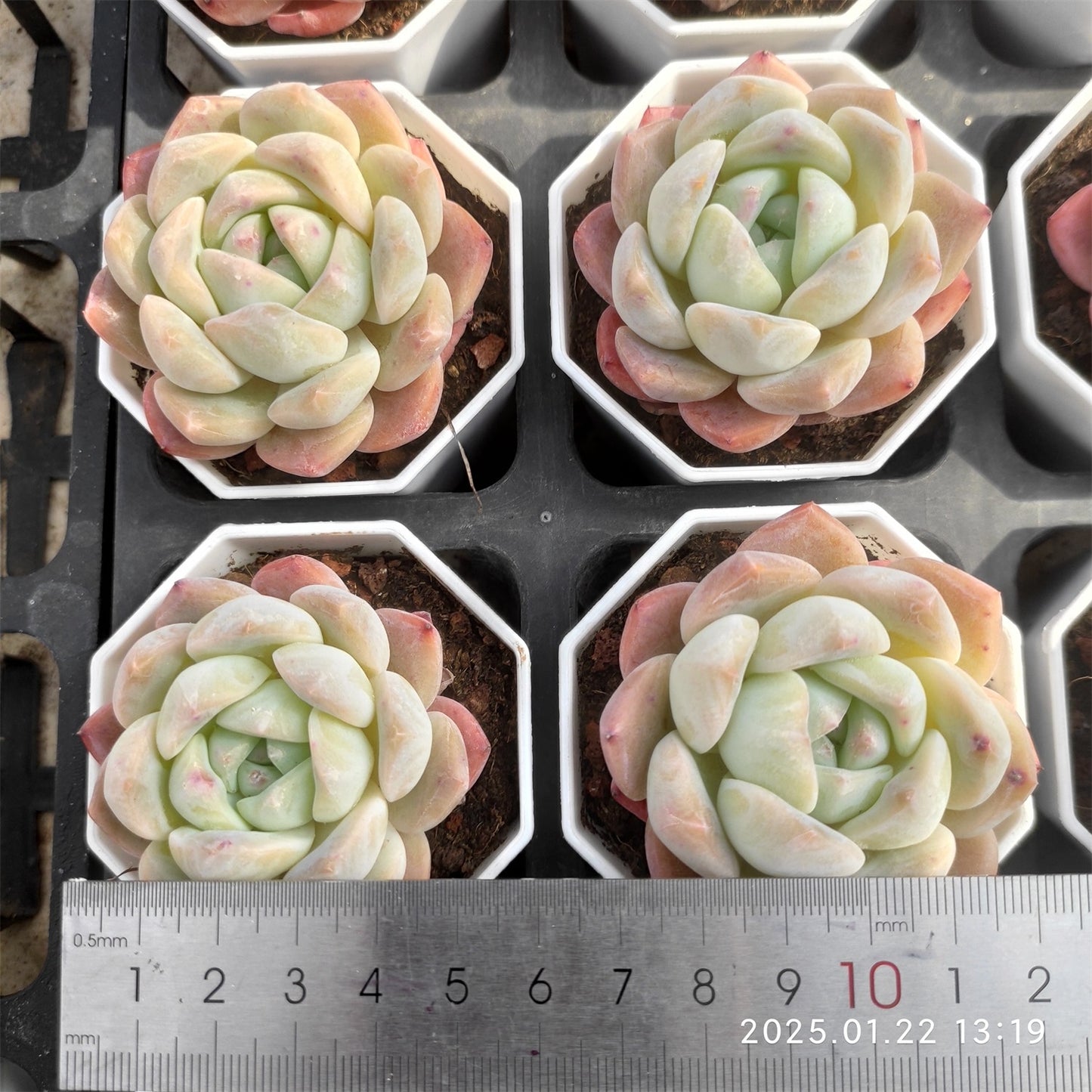 YBB016 クリスタル レイク (7cm pot)