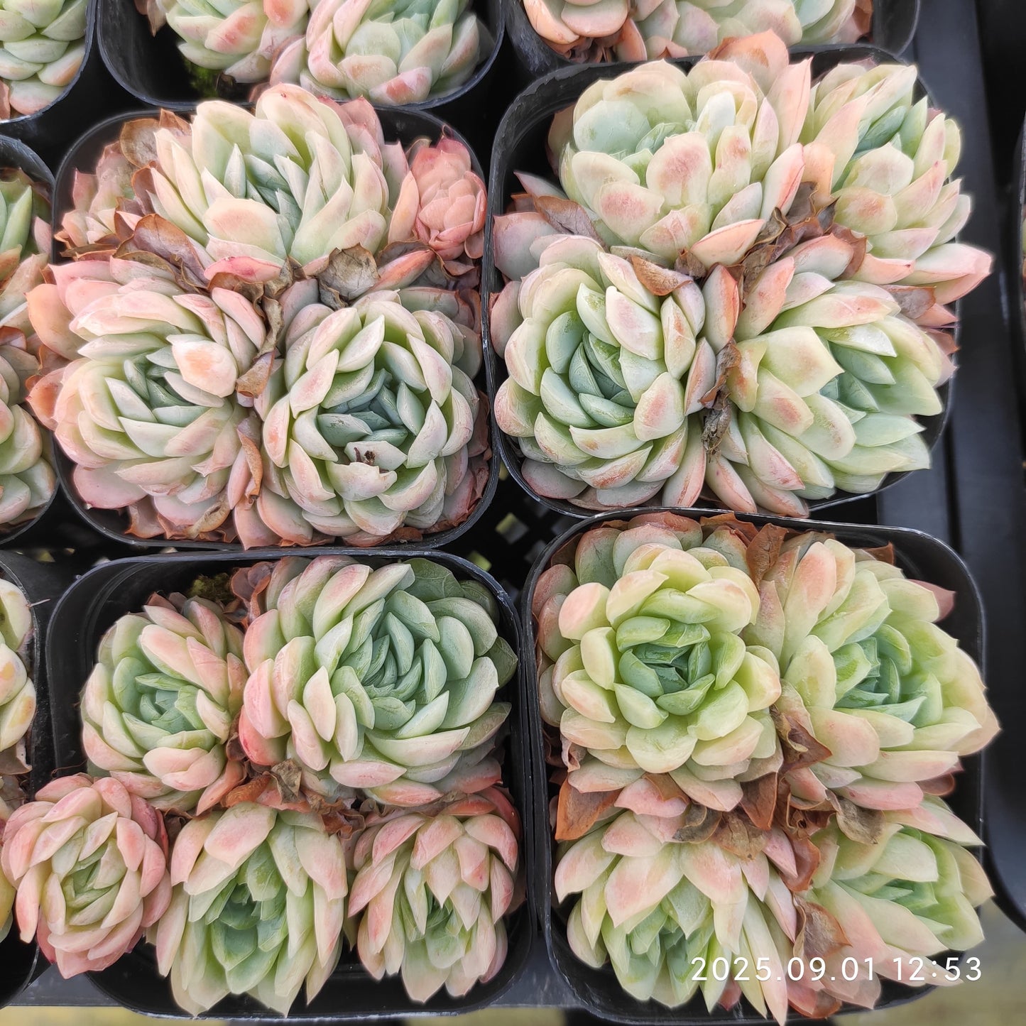 QN864 ラズベリーアイス(7cm pot)