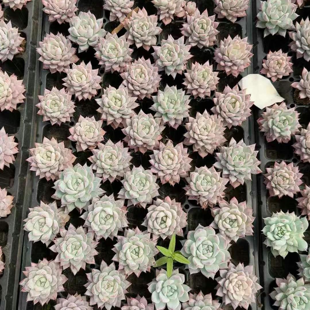 BL1831 ブルーバード(3 cm pot)
