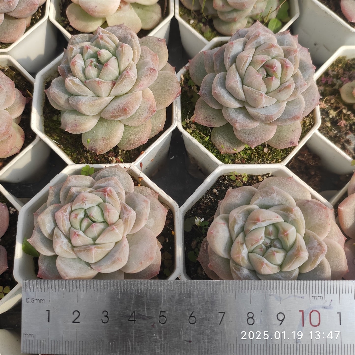 NGN363 スイートハート (7cm pot)