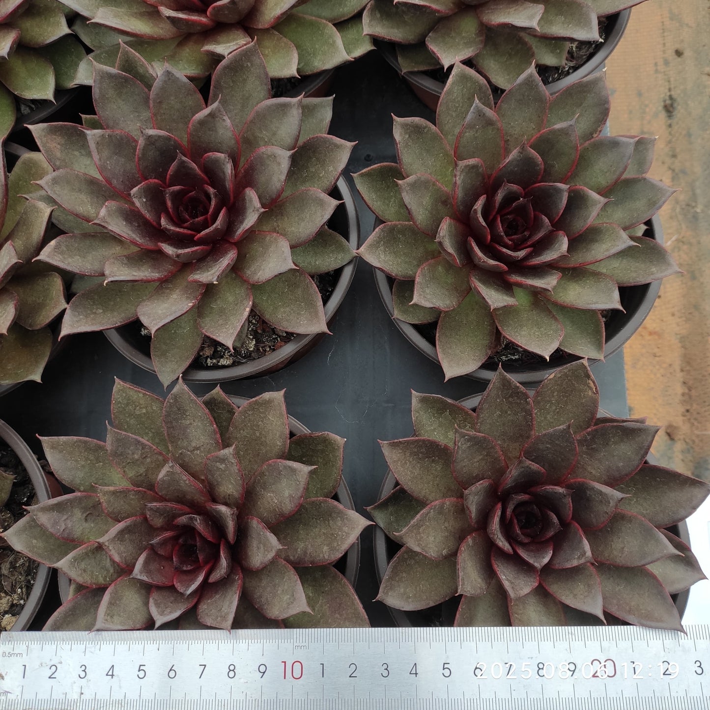 THH050 レッドローズ(12cm pot)