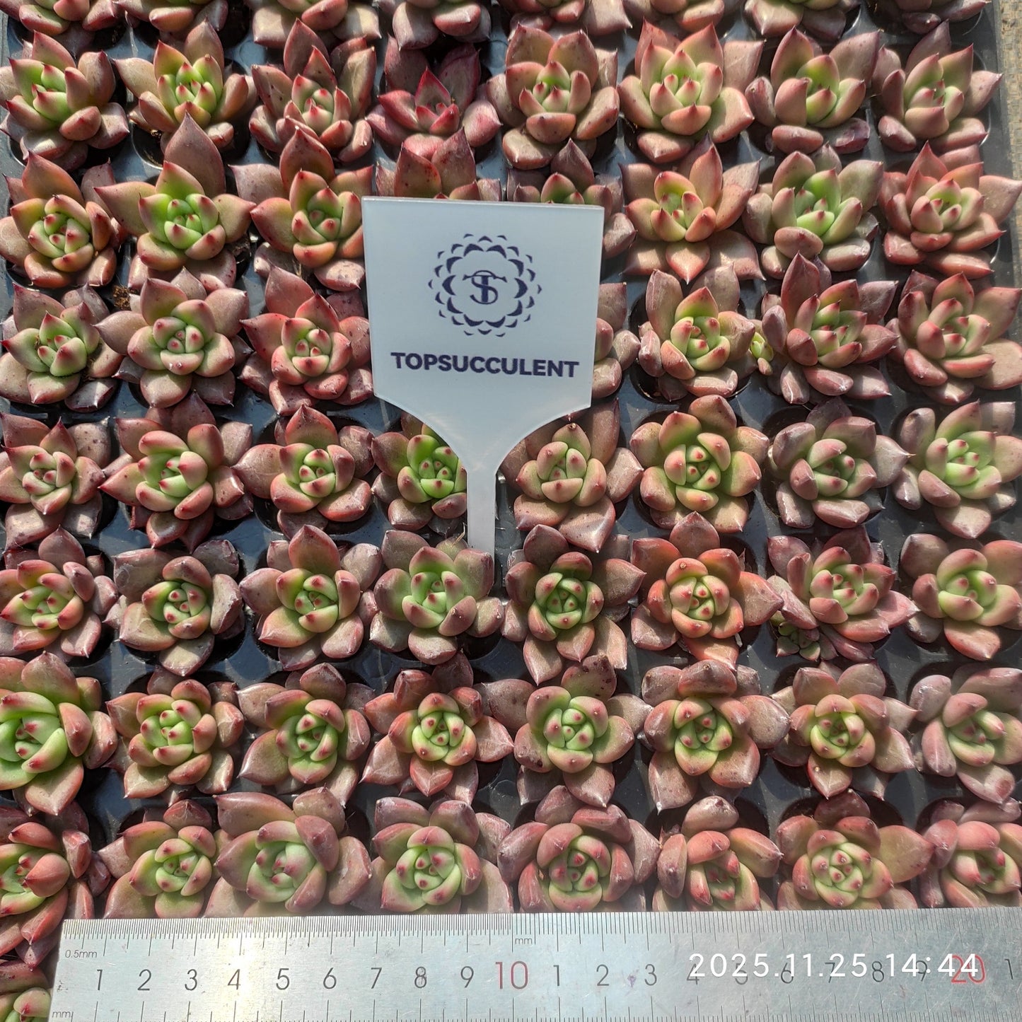 220651 オールドエッグ(3cm pot)(ポット苗)