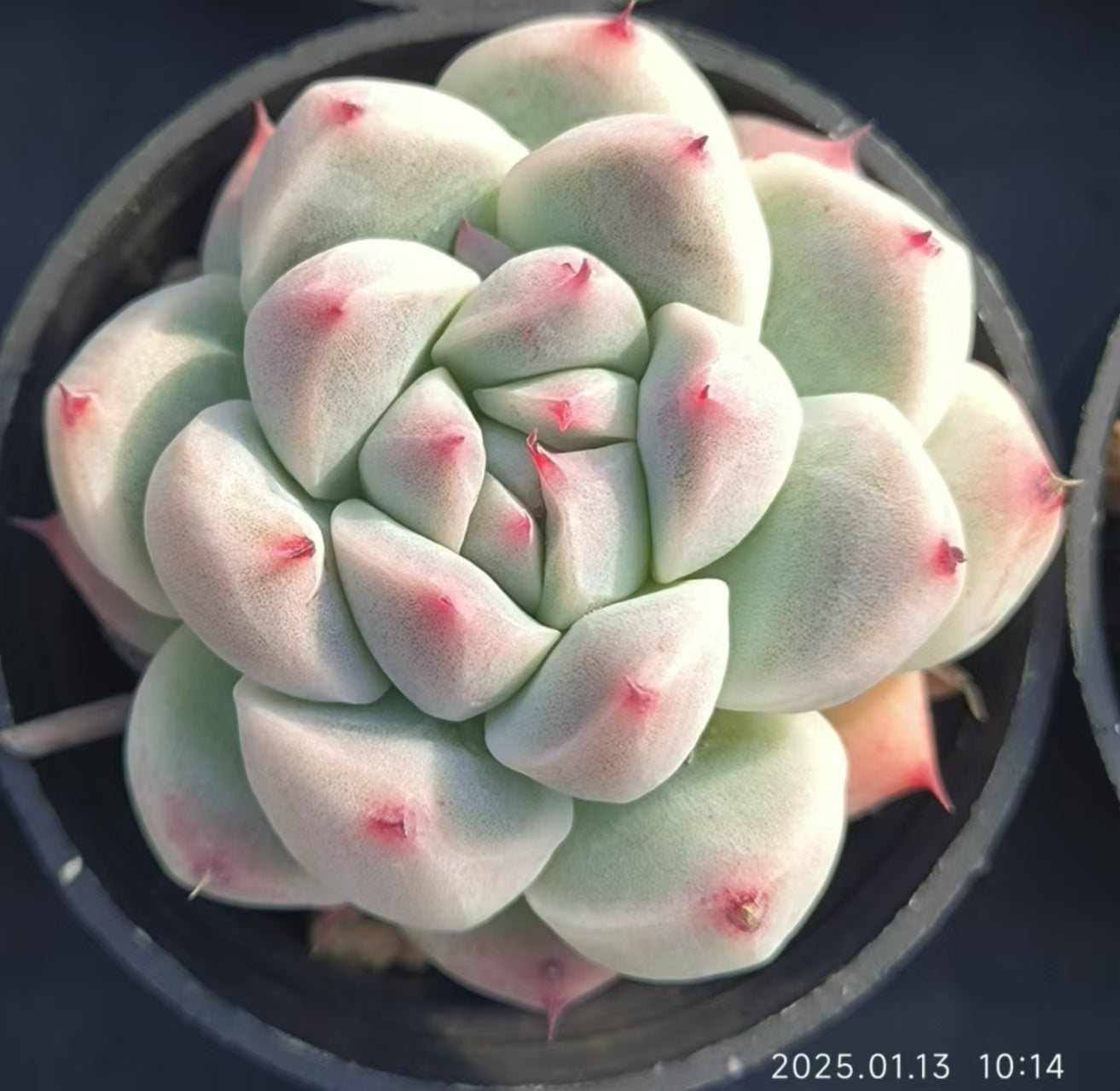 HC239 ドリームスーツ(5cm pot)