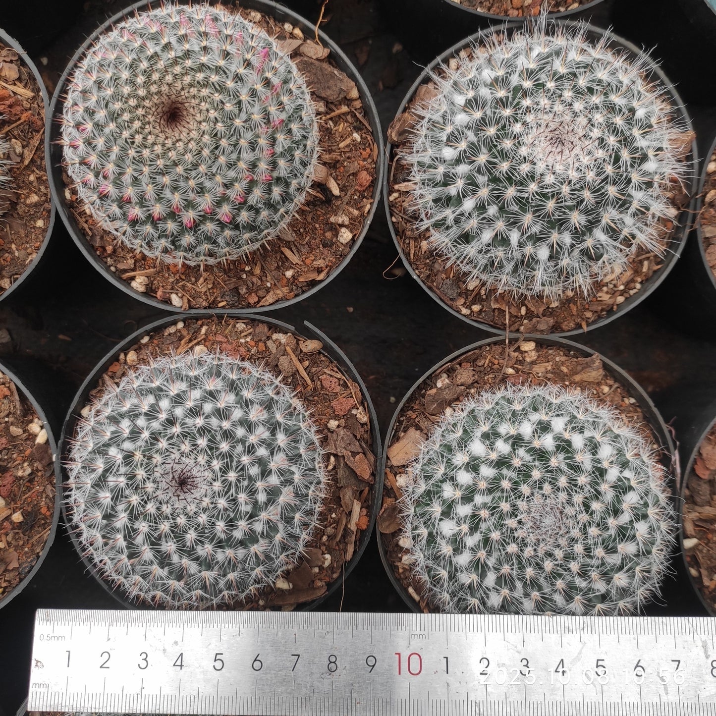 DMC067 玉翁(9cm pot)