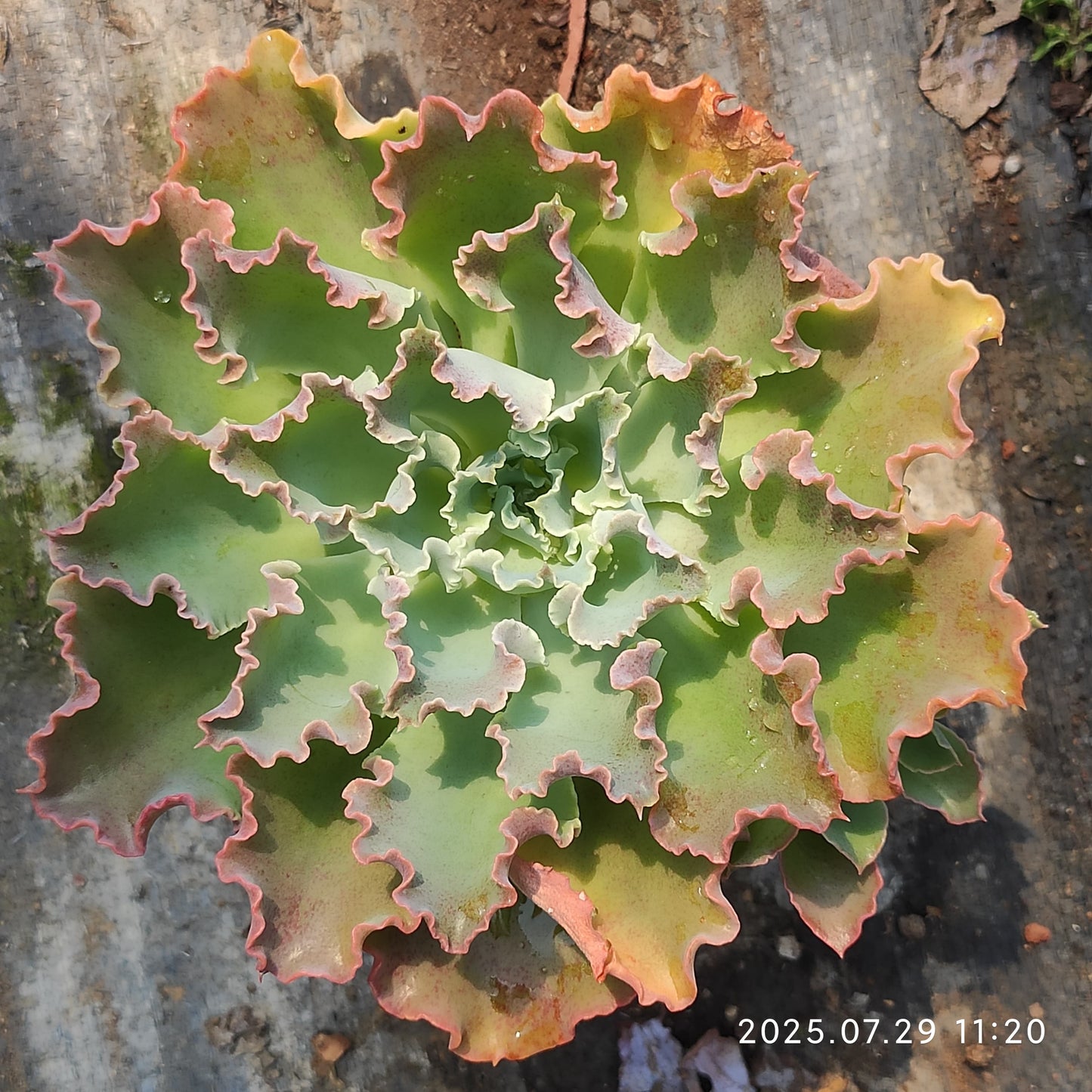 ZZA344 ブルーフォックス(11cm pot)
