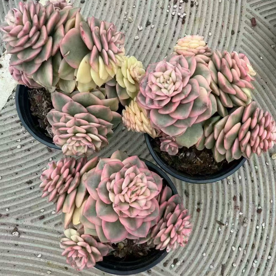 22558 ヌダ錦(9cm pot)