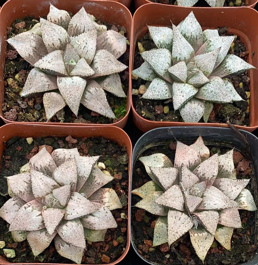 CS110 白泉殿サボテン (7cm pot)