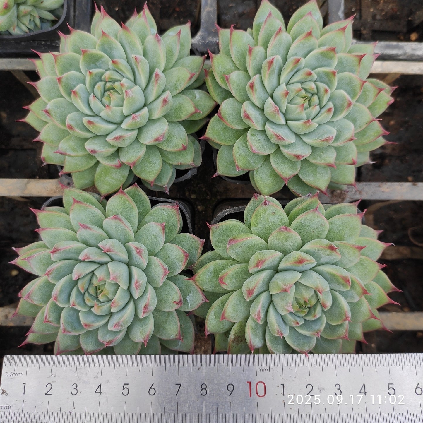NGN646 キャドベリー (7cm pot)