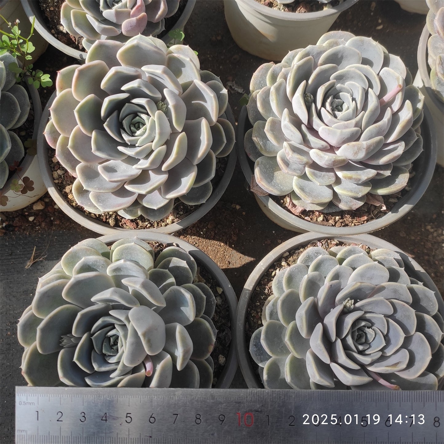 NGN365 タイニーバーガー (9cm pot)
