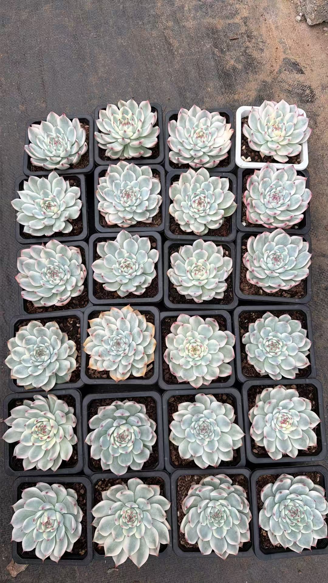 26918 チワワエンシス錦