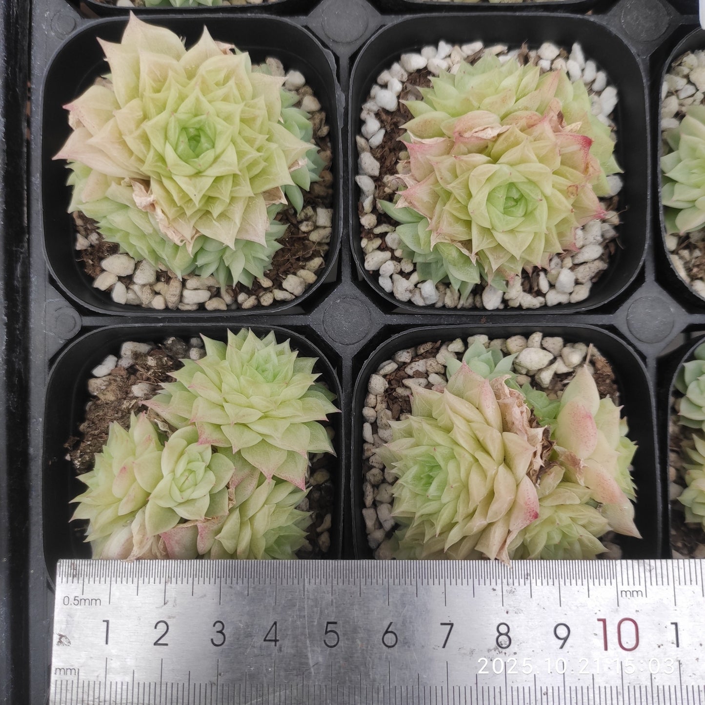 21937 マルガン(6.3cm pot)