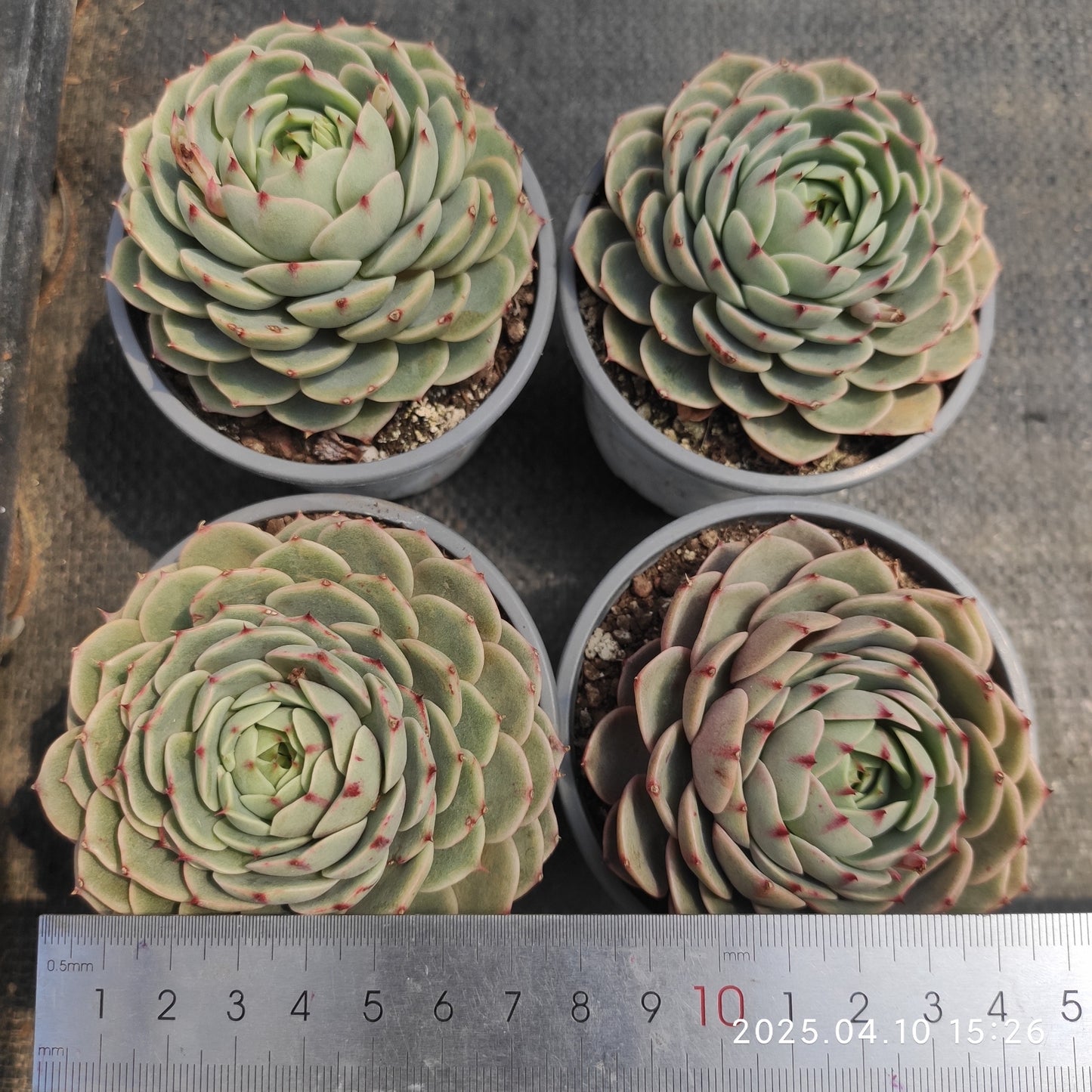 NGN720 ベンバディス(50cm pot)
