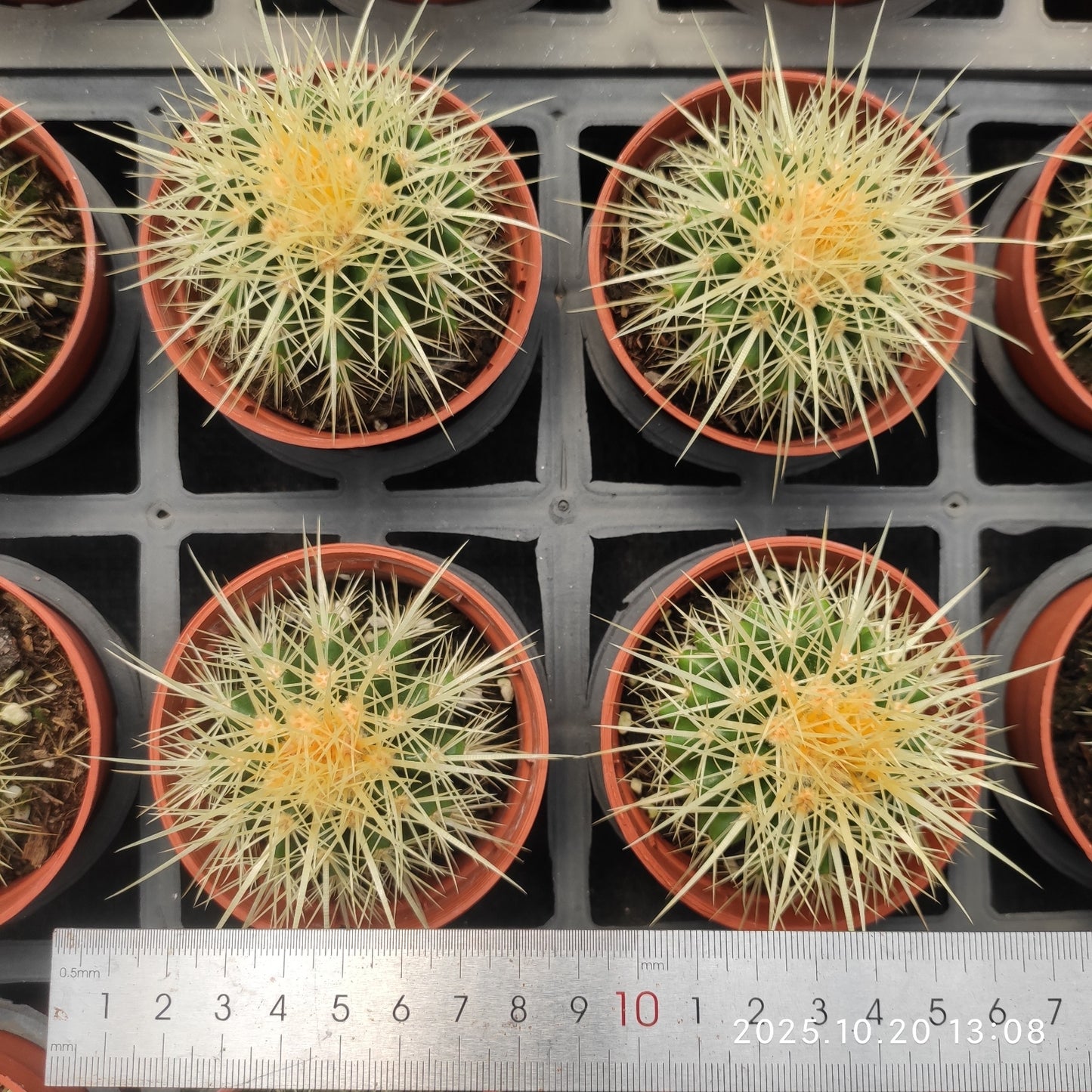 ZXX427 金鯱(7.5cm pot)