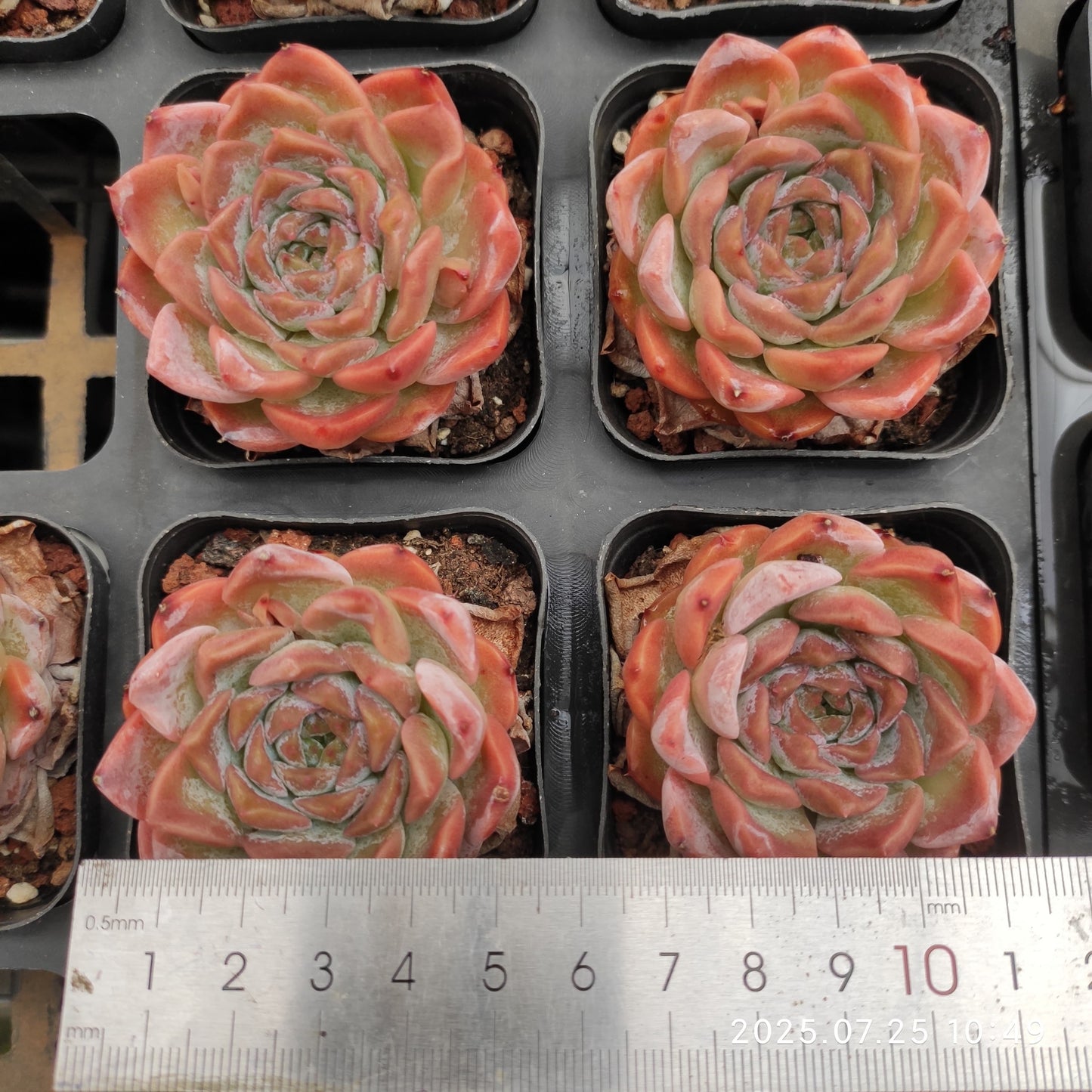NGN391 エリークィーン (6.5cm pot)