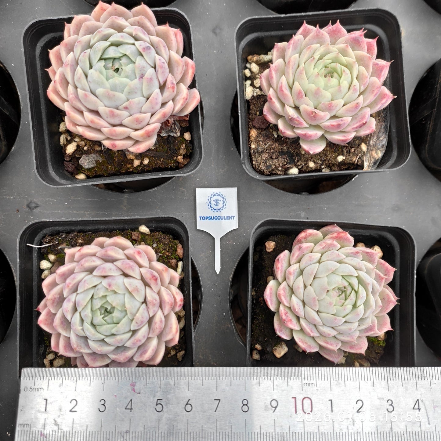 18907 カーベラー