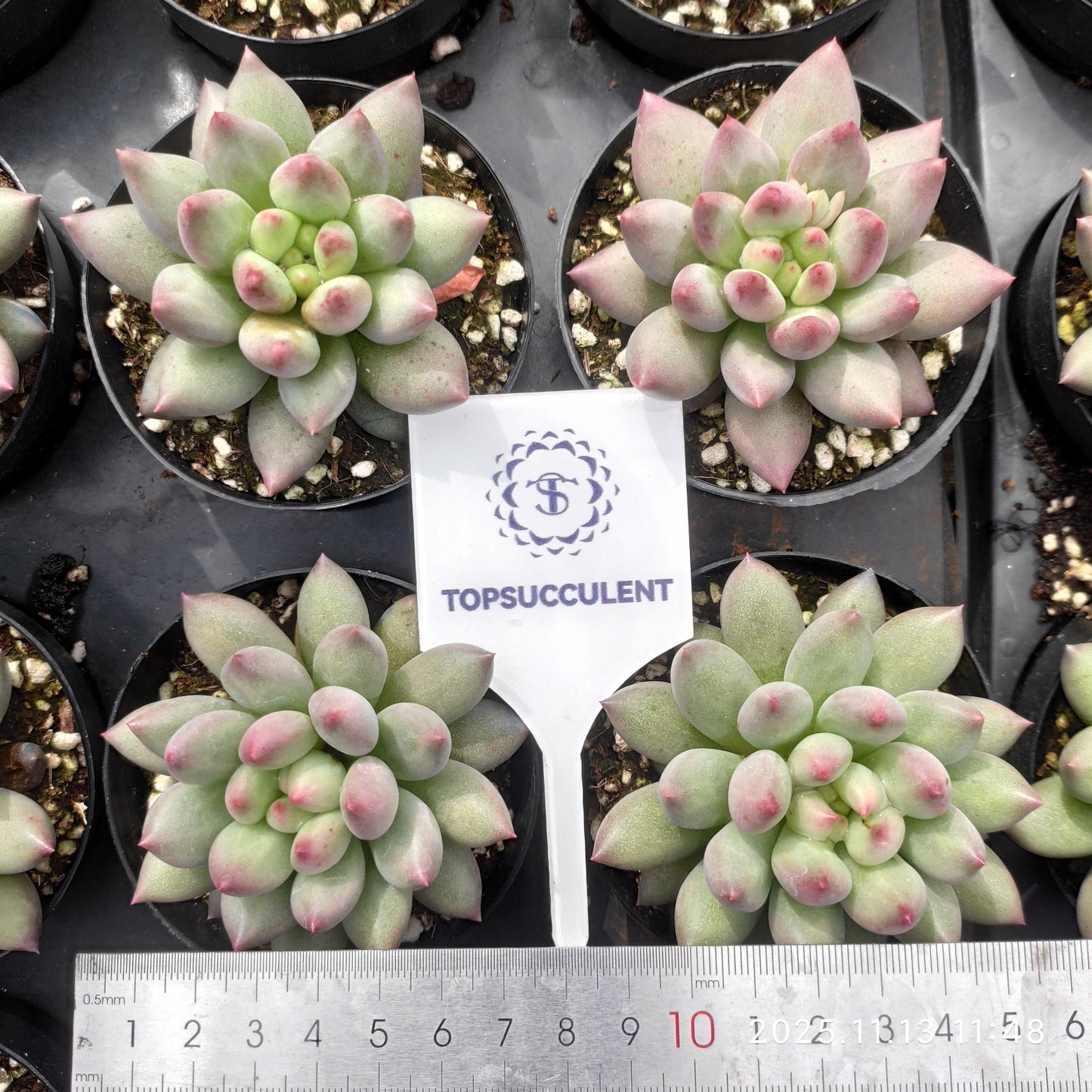 22441 イェオンジャー(9cm pot)