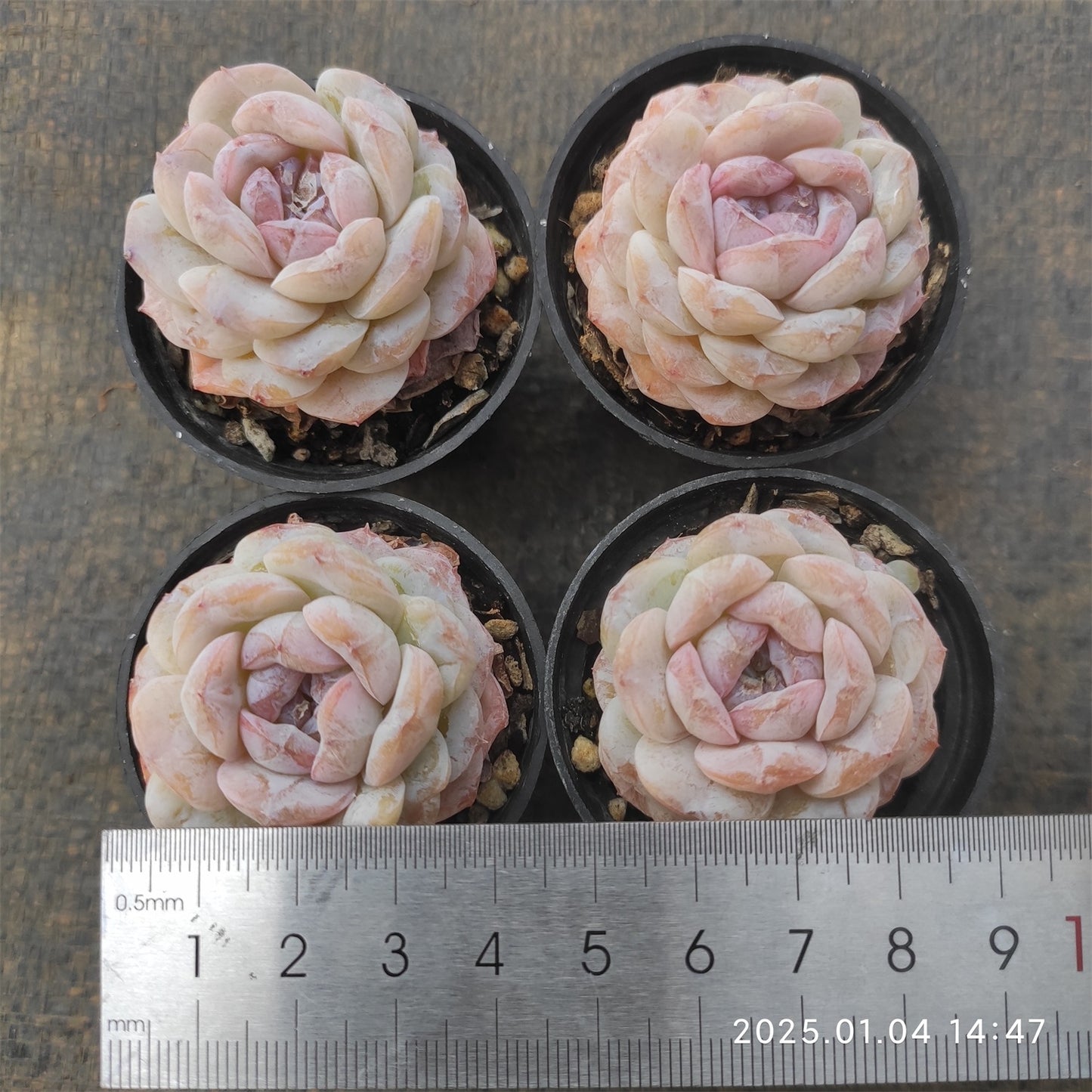MMY733 スノーフェイス (5.5cm pot)