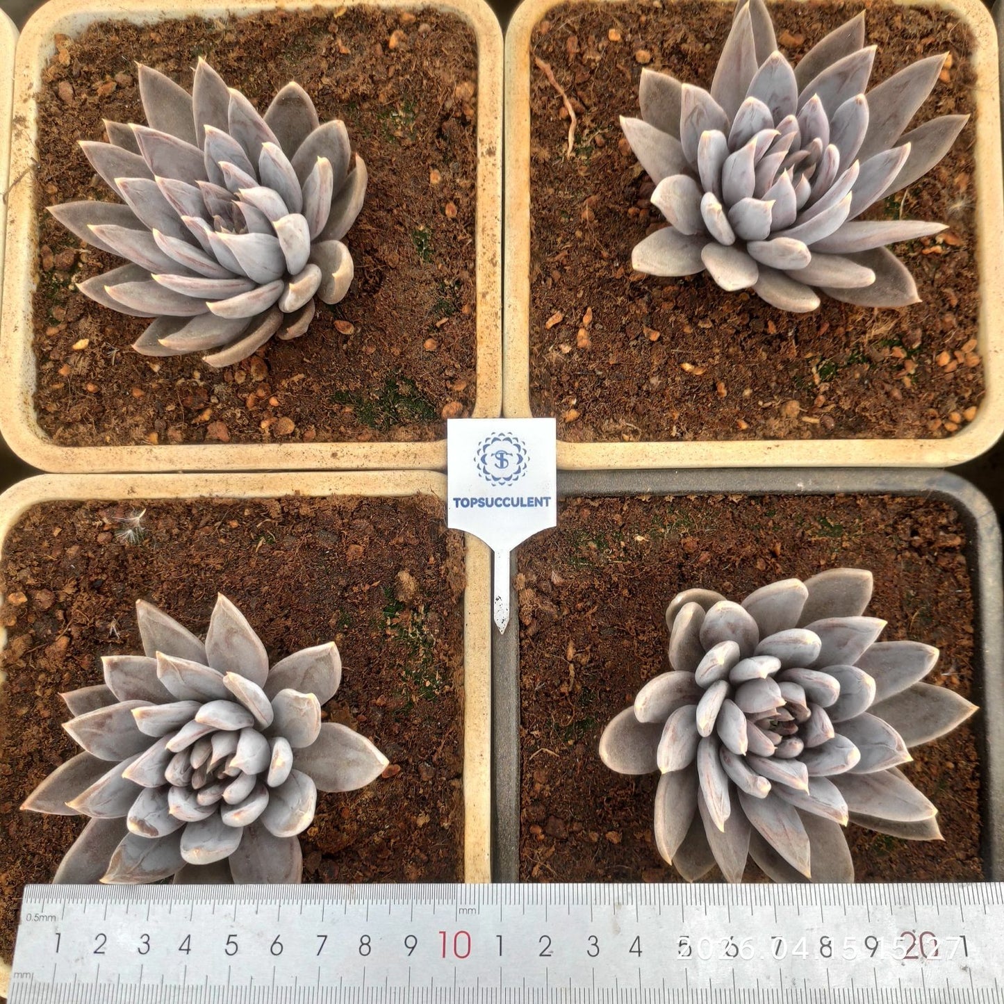 361625 フック ソード