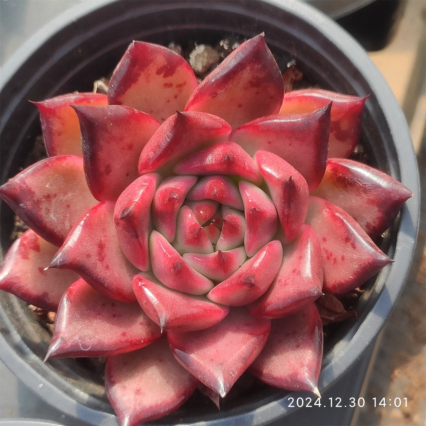 XQ320 フランク(9cm pot)