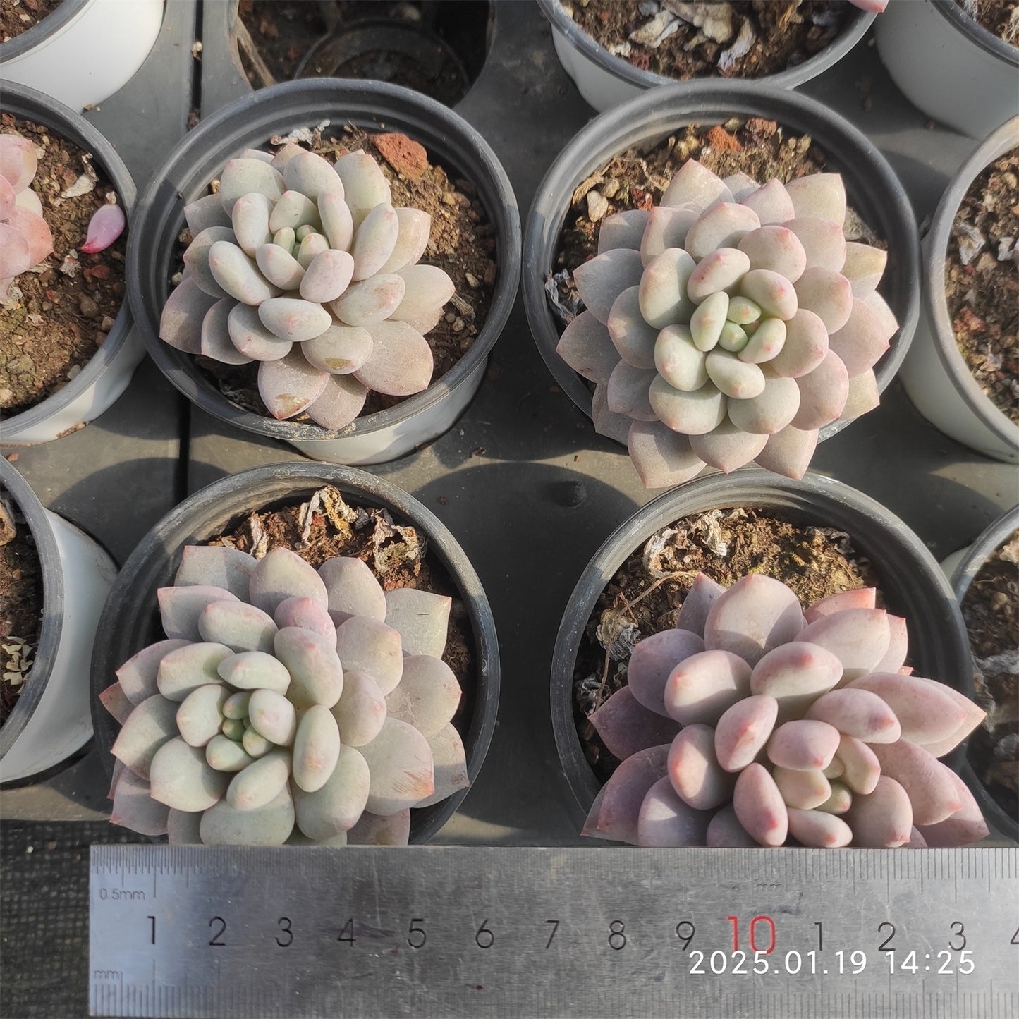 NGN493 ピンクラバー(9cm pot)