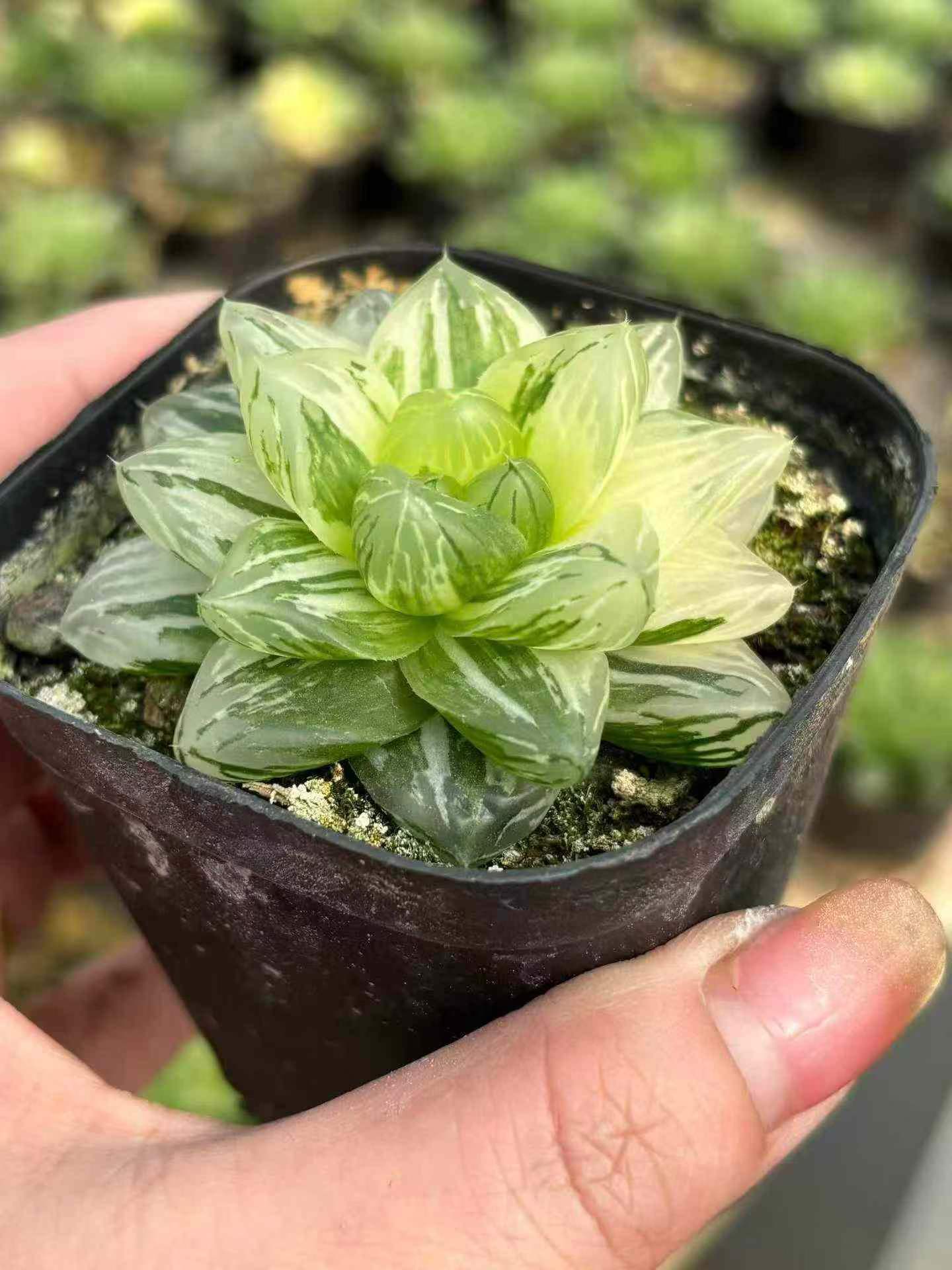 265577 花火錦