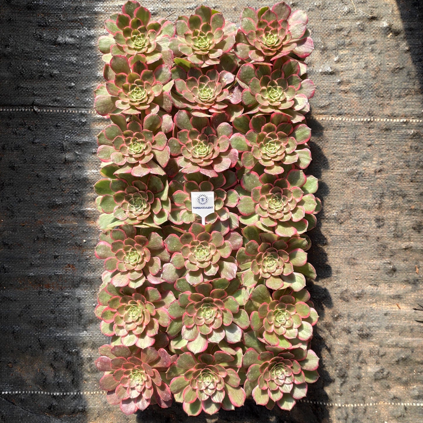 20286 バンクェット