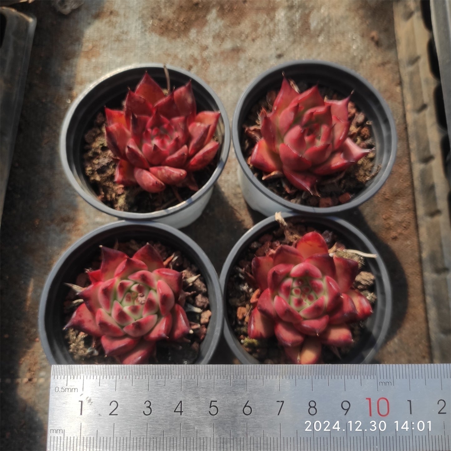 XQ320 フランク(9cm pot)