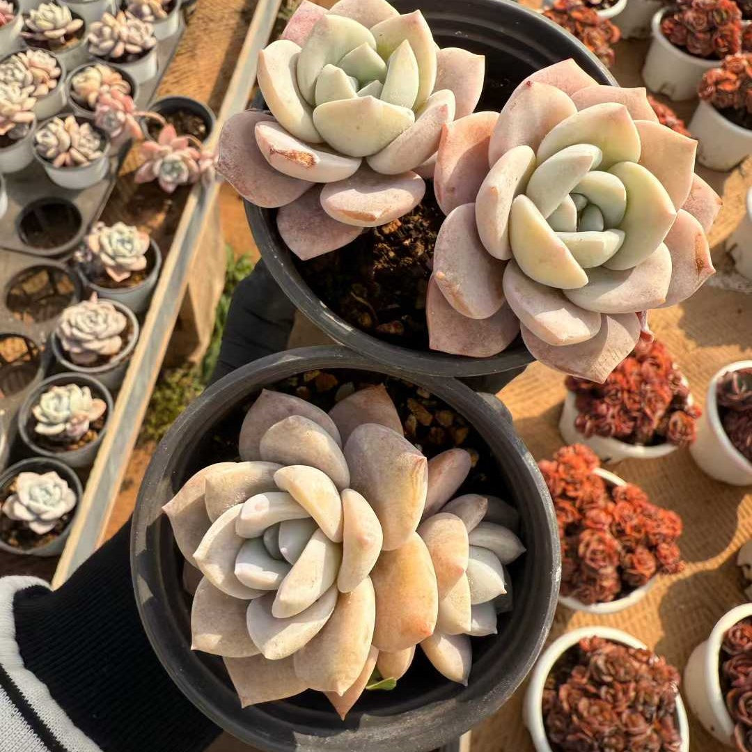 24110 サクラスノー