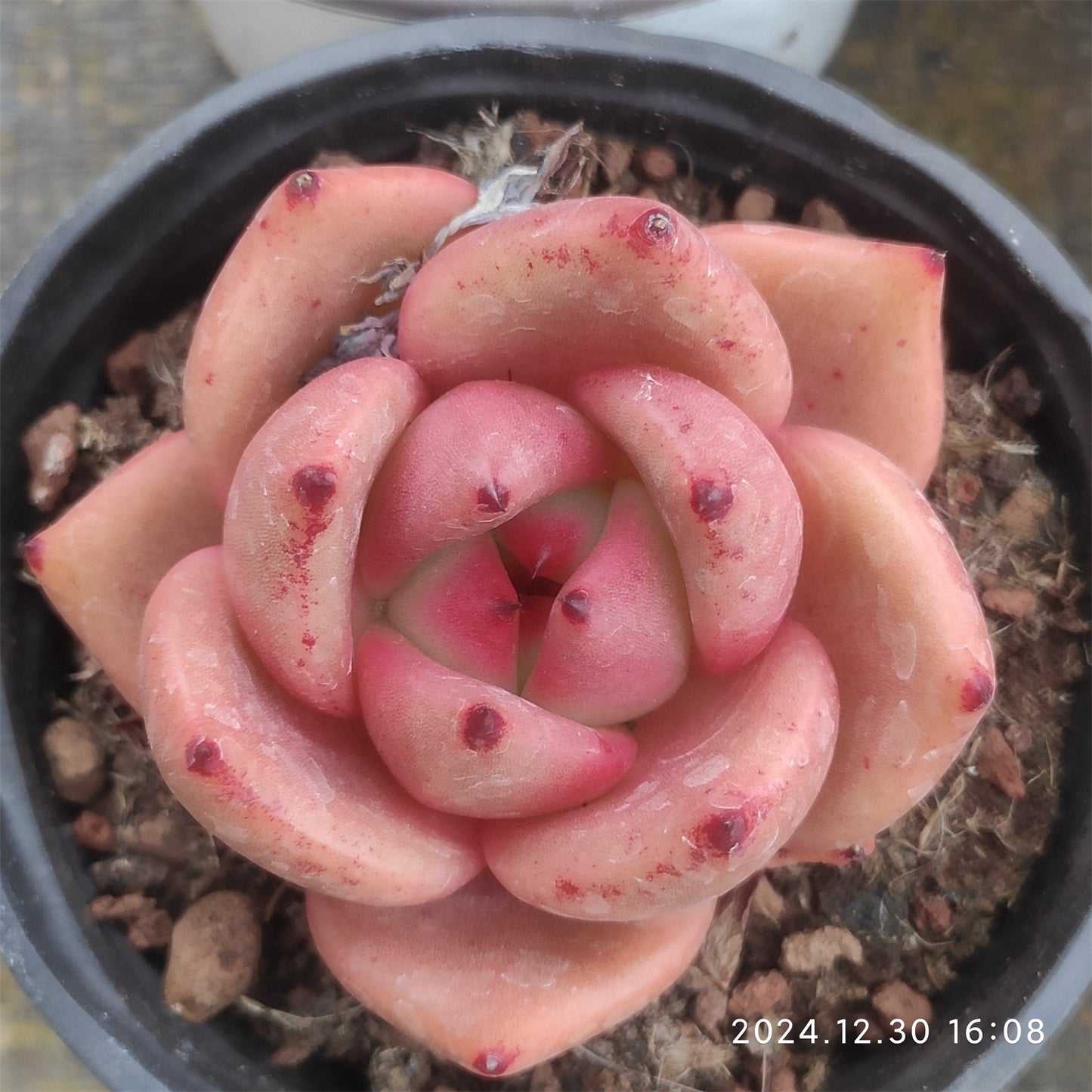 XQ1337 ピンクシャンペーン x フランク (9cm pot)