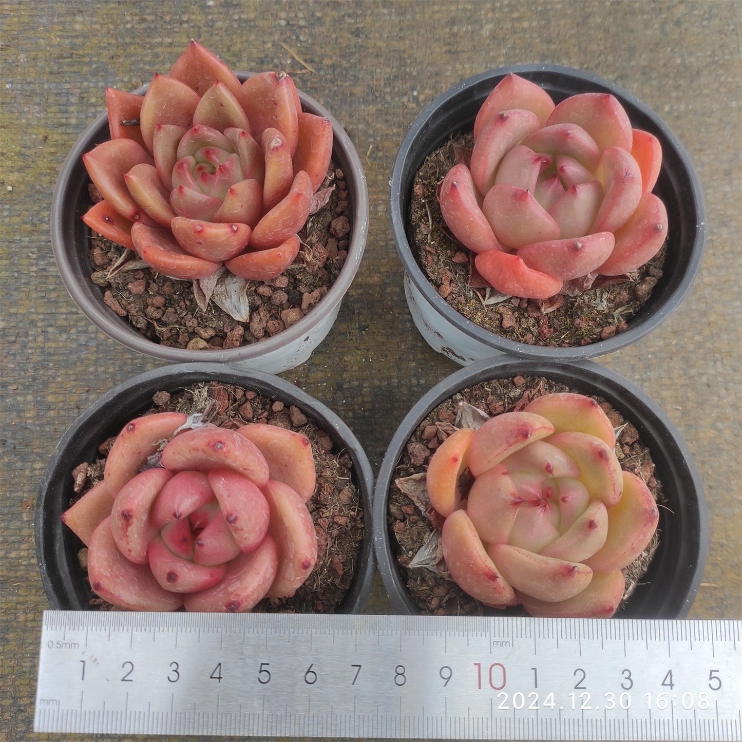 XQ1337 ピンクシャンペーン x フランク (9cm pot)