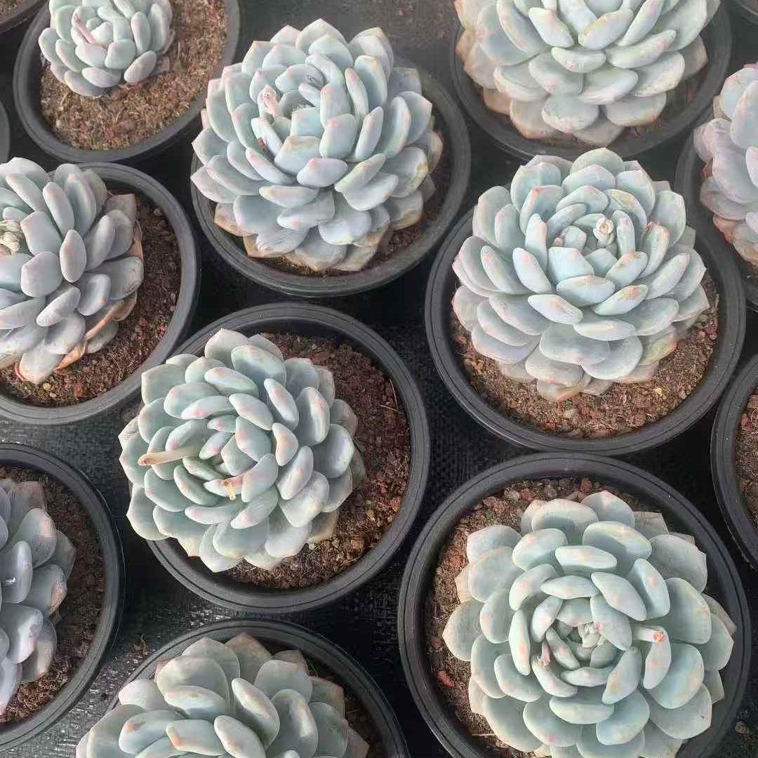 259691 オレンジフレグランス