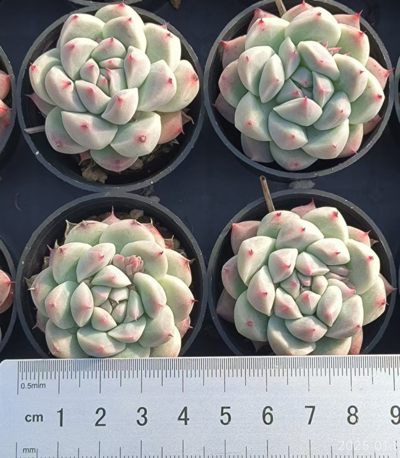 HC239 ドリームスーツ(5cm pot)