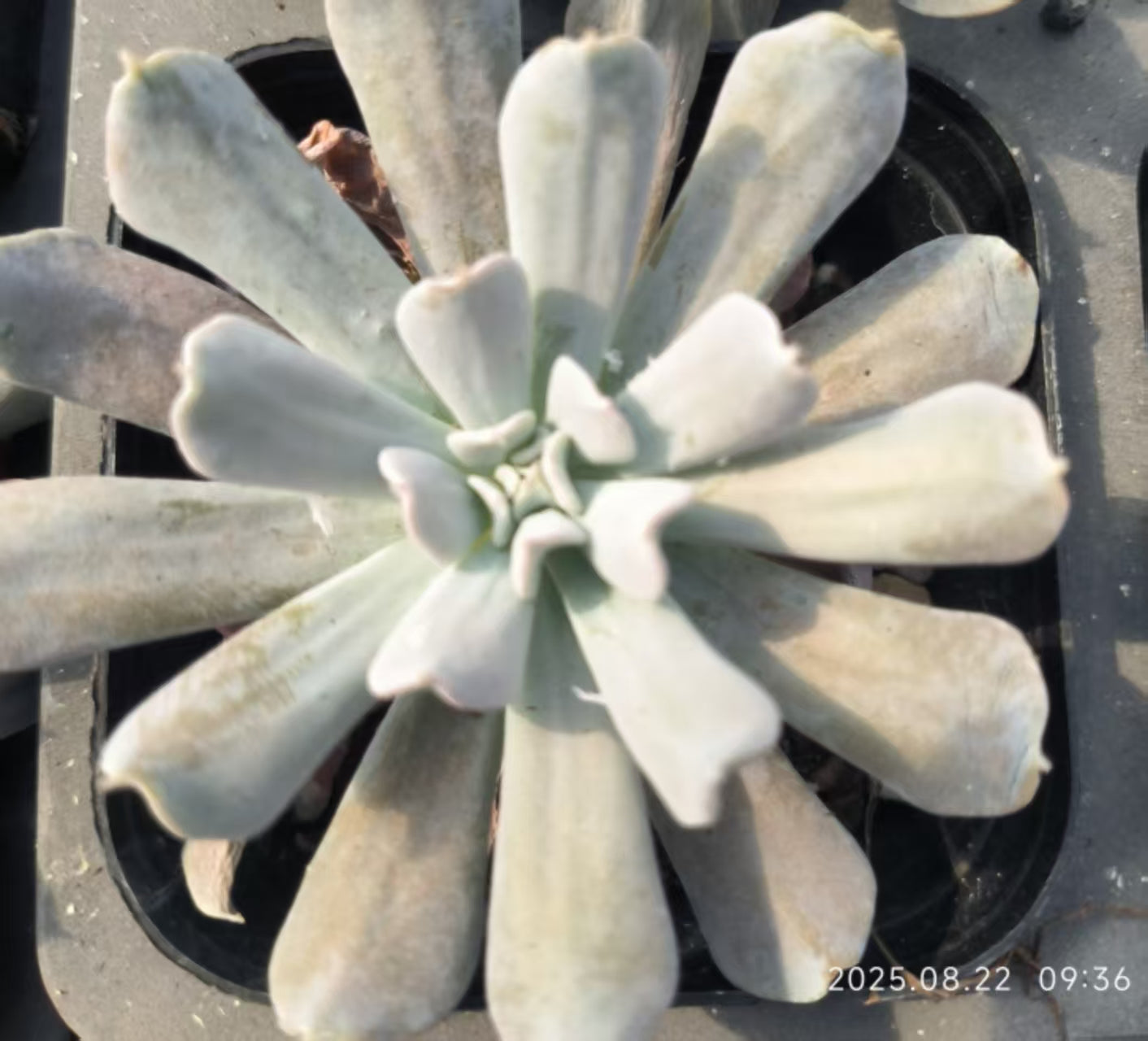 HR037 ルンヨニー トップシータービー(6.5 cm pot)