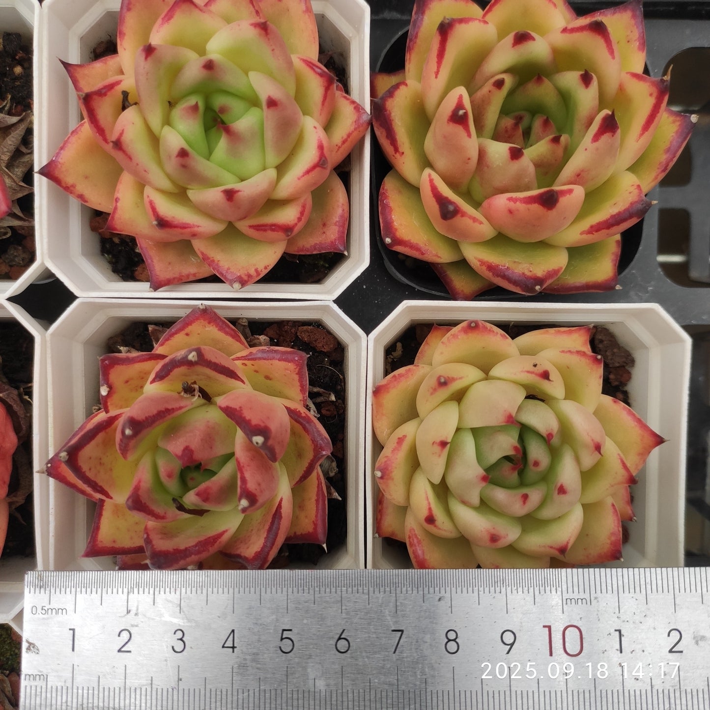 LMM435 エボニー Hyb(7cm pot)