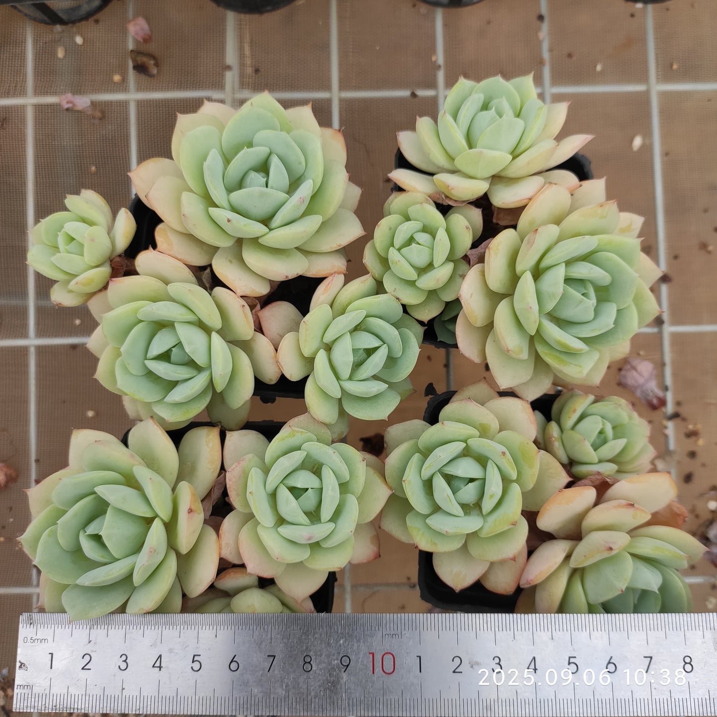 RC169 ラブチューン(7cm pot)