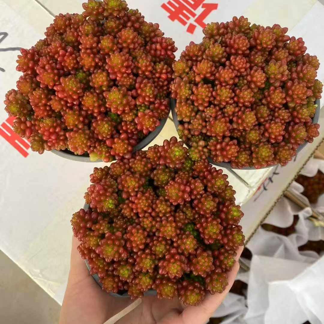 22957 ラブロティンクタム レドベリー(12cm pot)