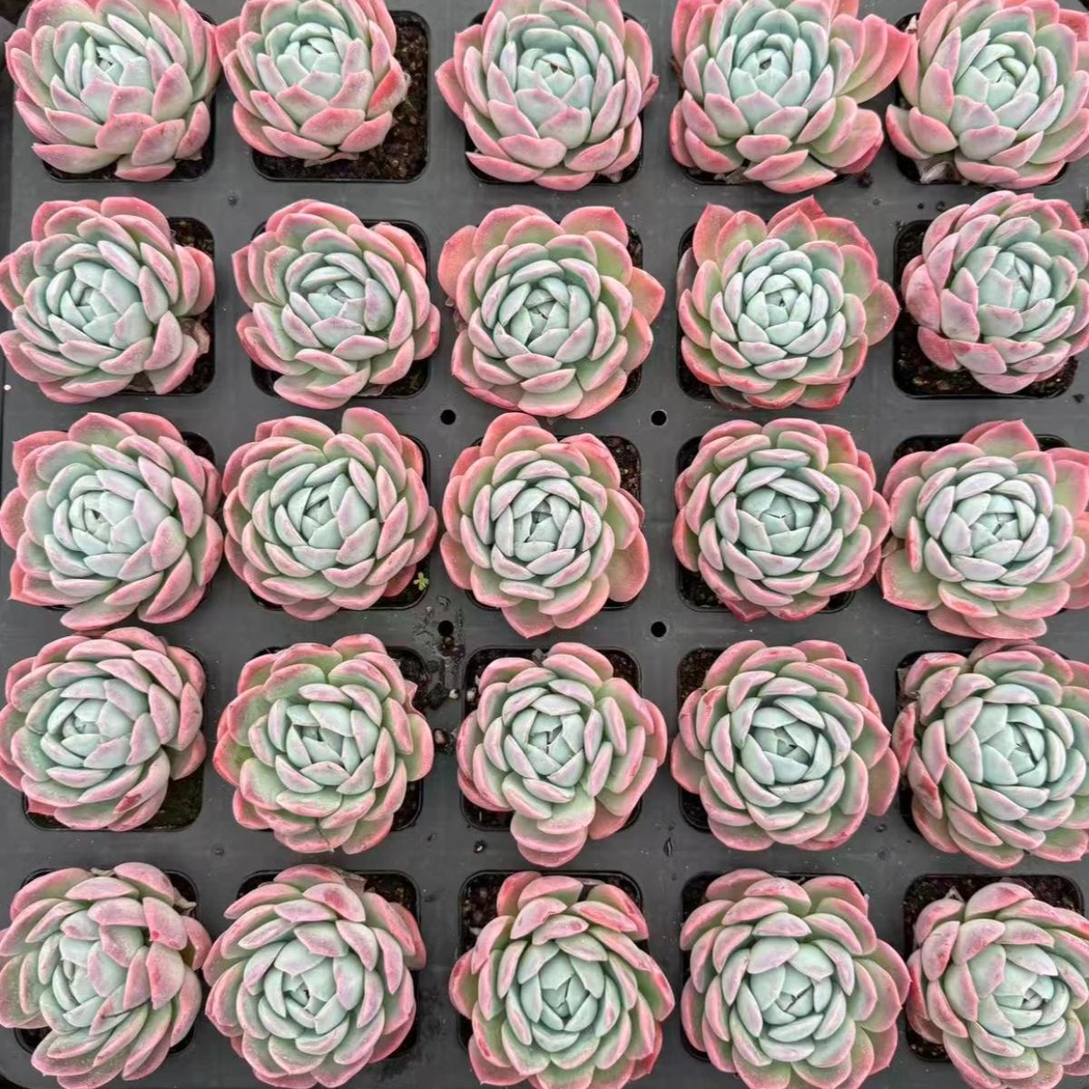 22639 ビネガー オールター(7cm pot)