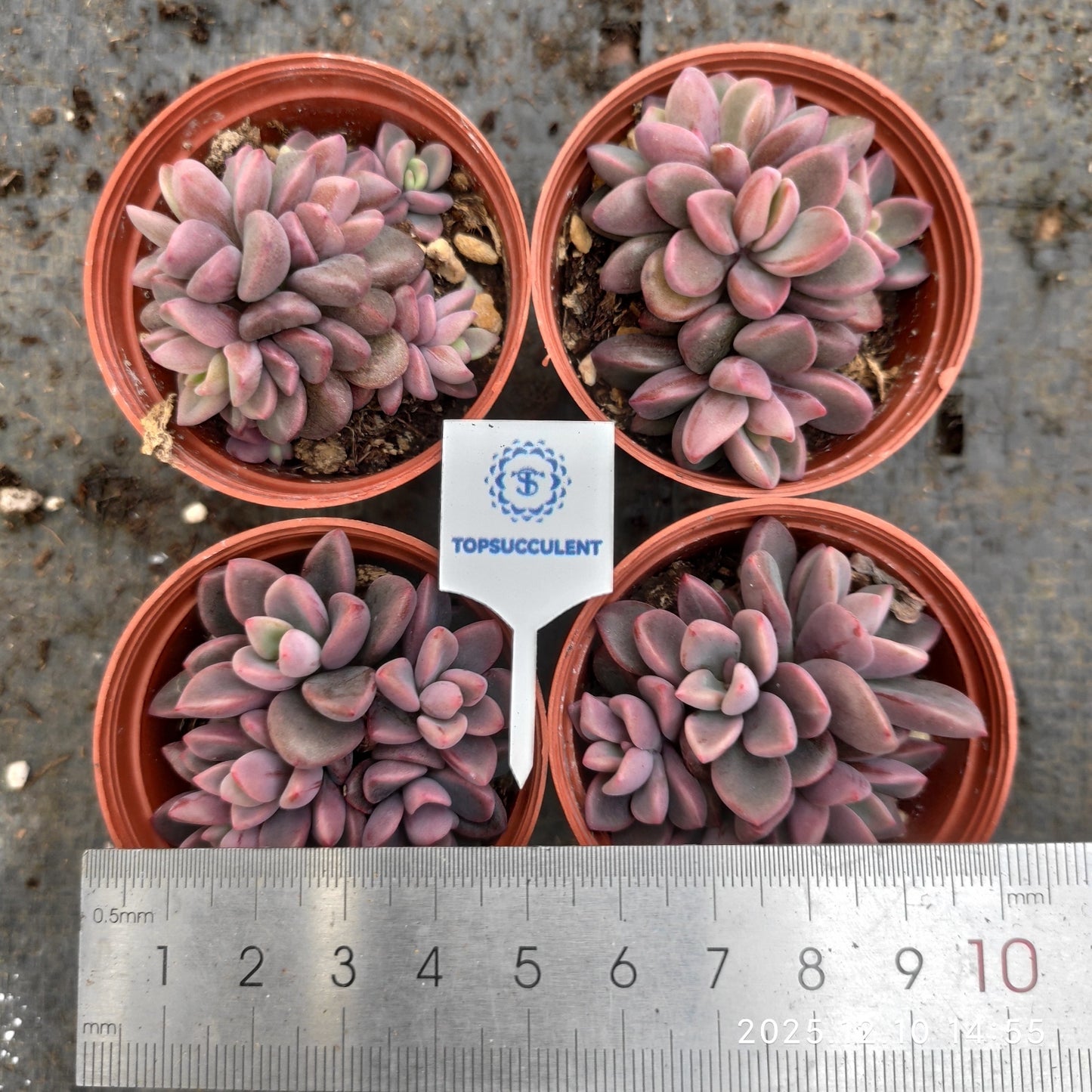 23344 cvレズリー