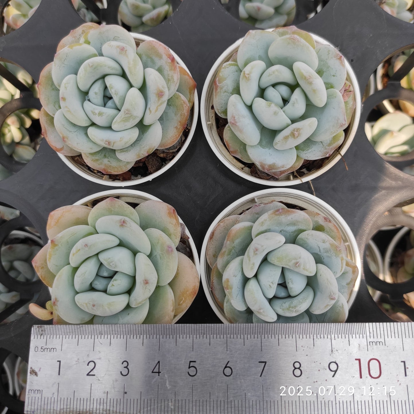ZZA220 コールドブーケ(5.5cm pot)