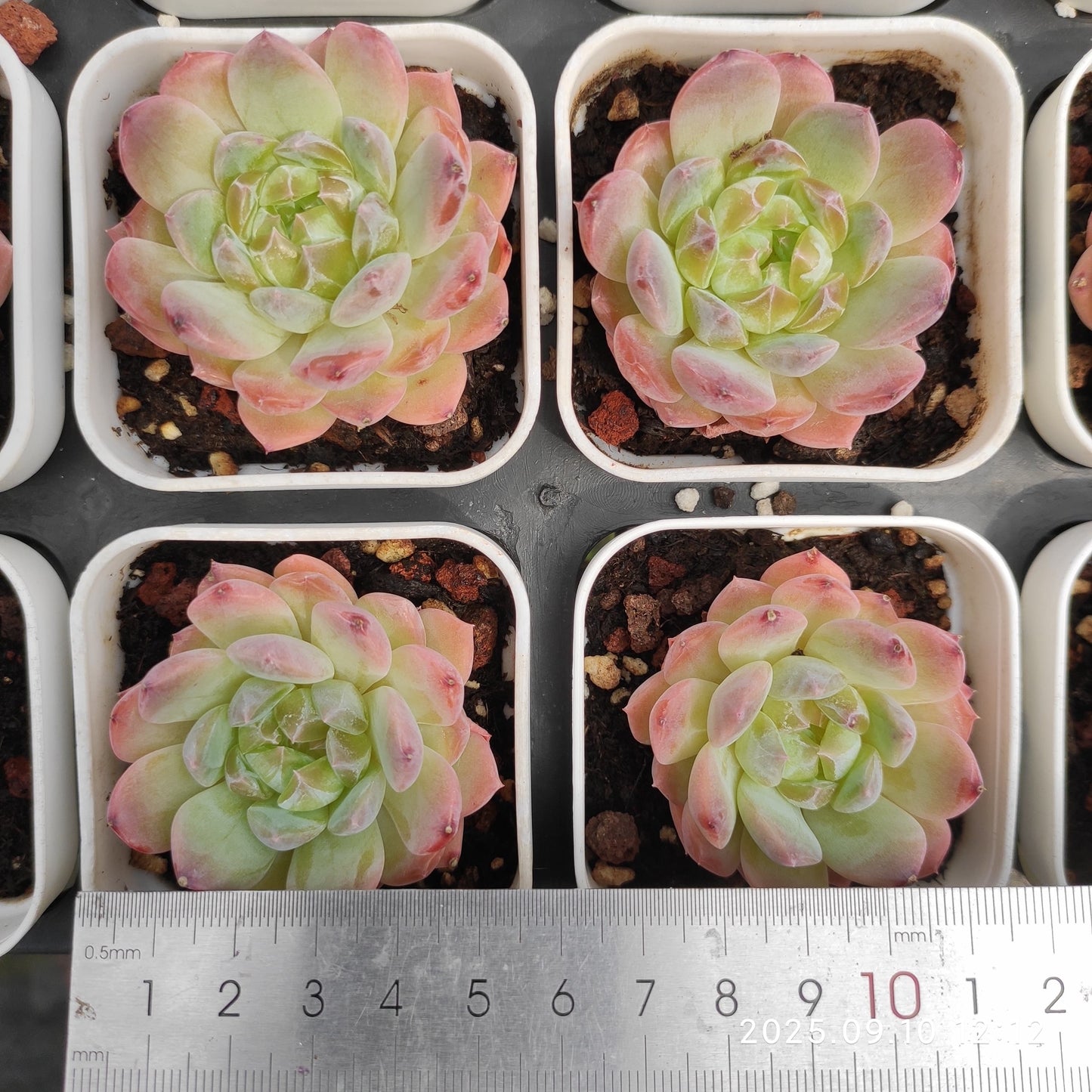 HG017 ピュア ラブ x アリエル(7cm pot)