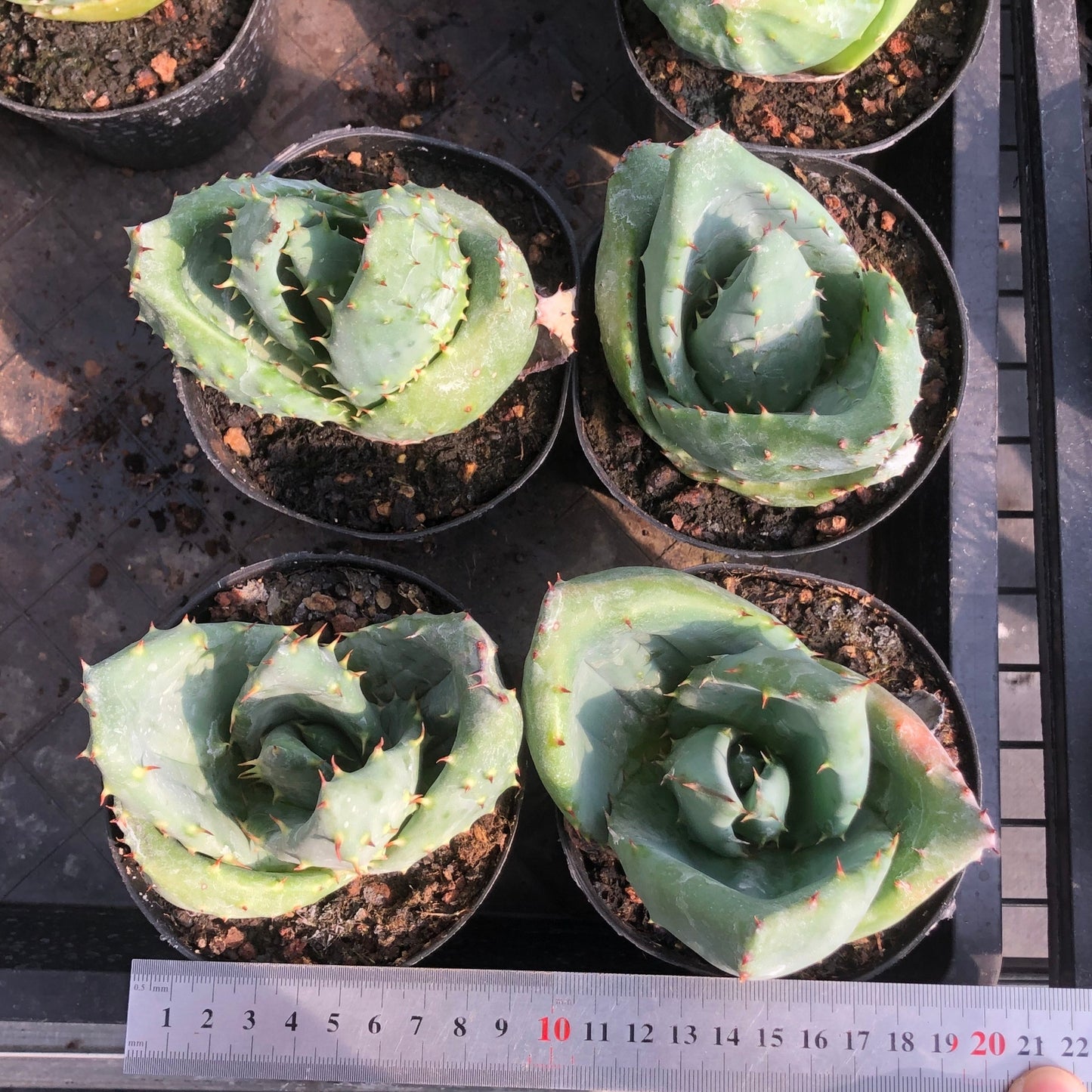 TPKM001 金元宝(キムウォンボ)(10cm pot)