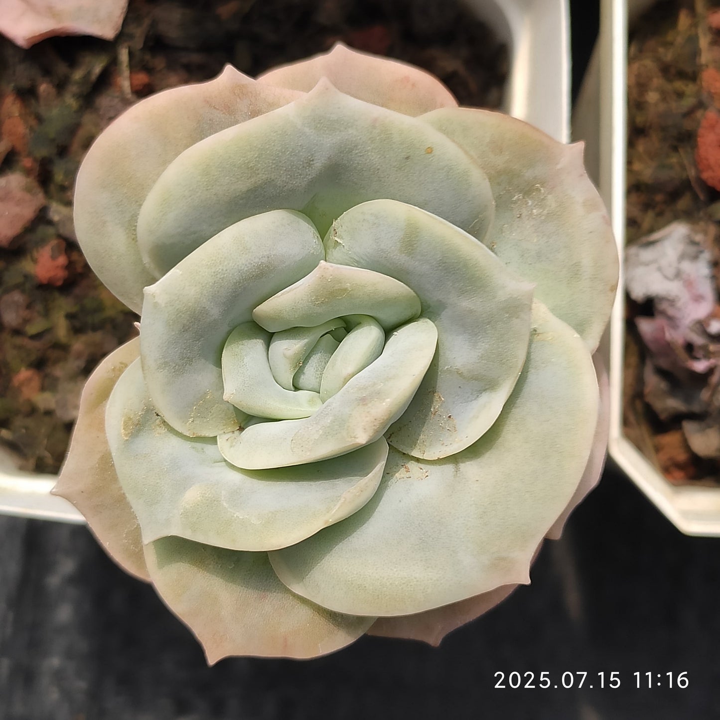 DWZ281 ラブリーローズ(7cm pot)