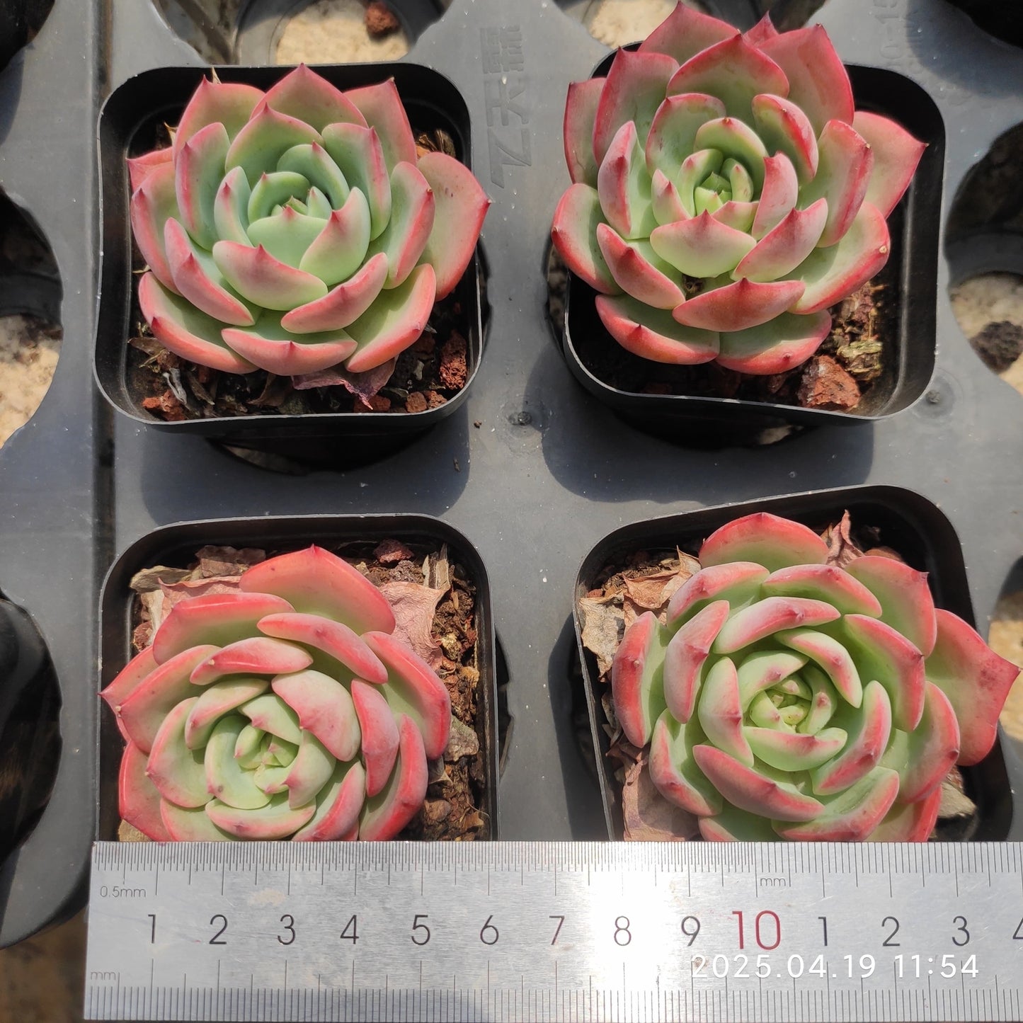 ZZA058 ベラ(7cm pot)