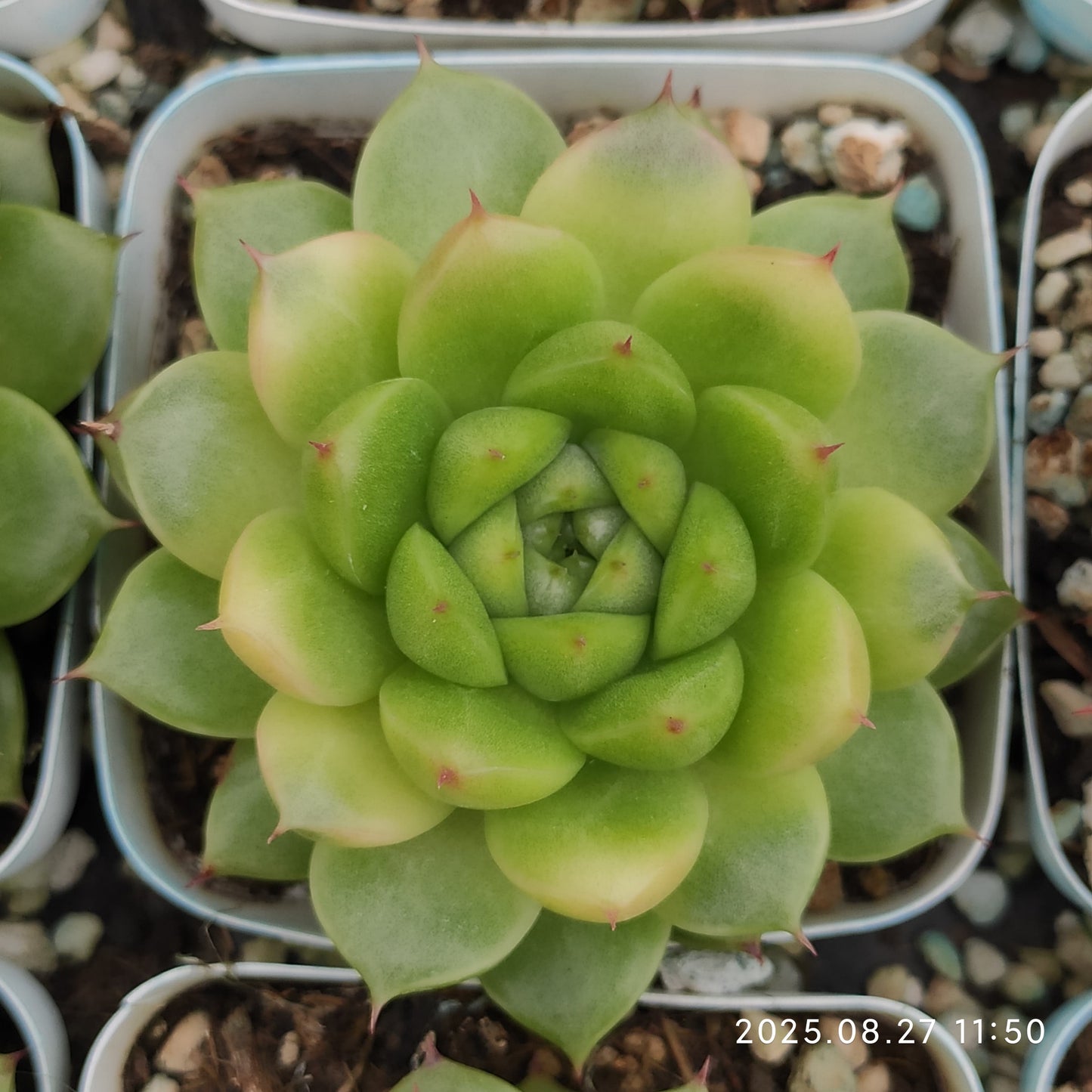 XQ1417 パインコーン ジェニーHyb(7cm pot)