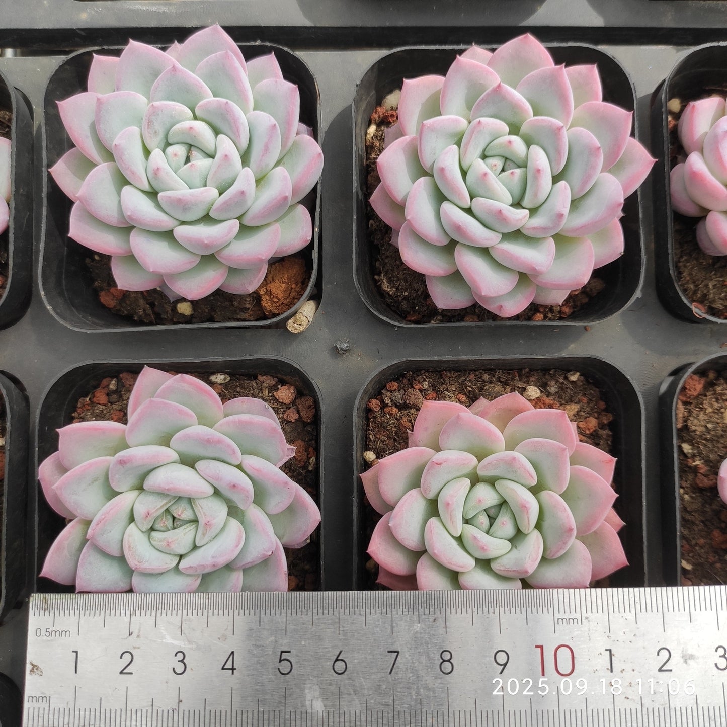LMM360 ウェザー(6.5cm pot)