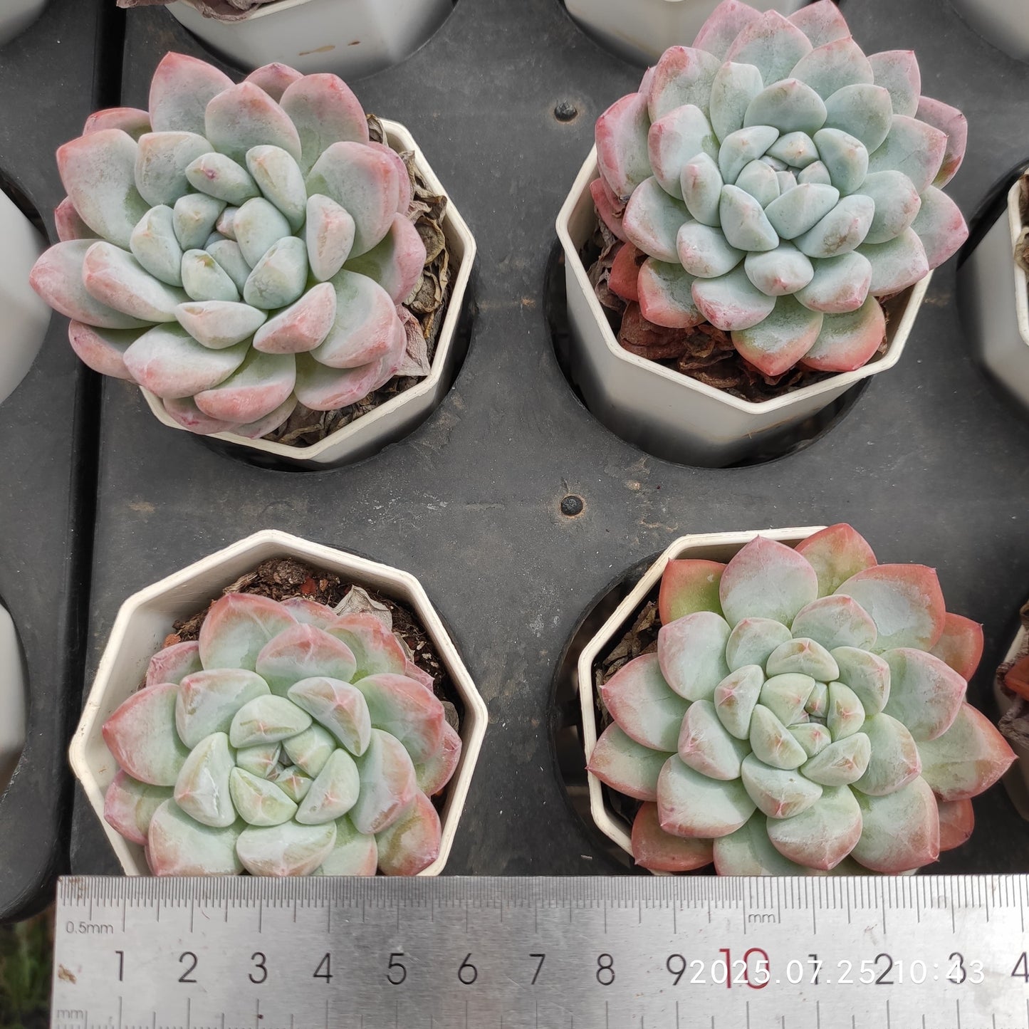 NGN275 アイスドール(7cm pot)