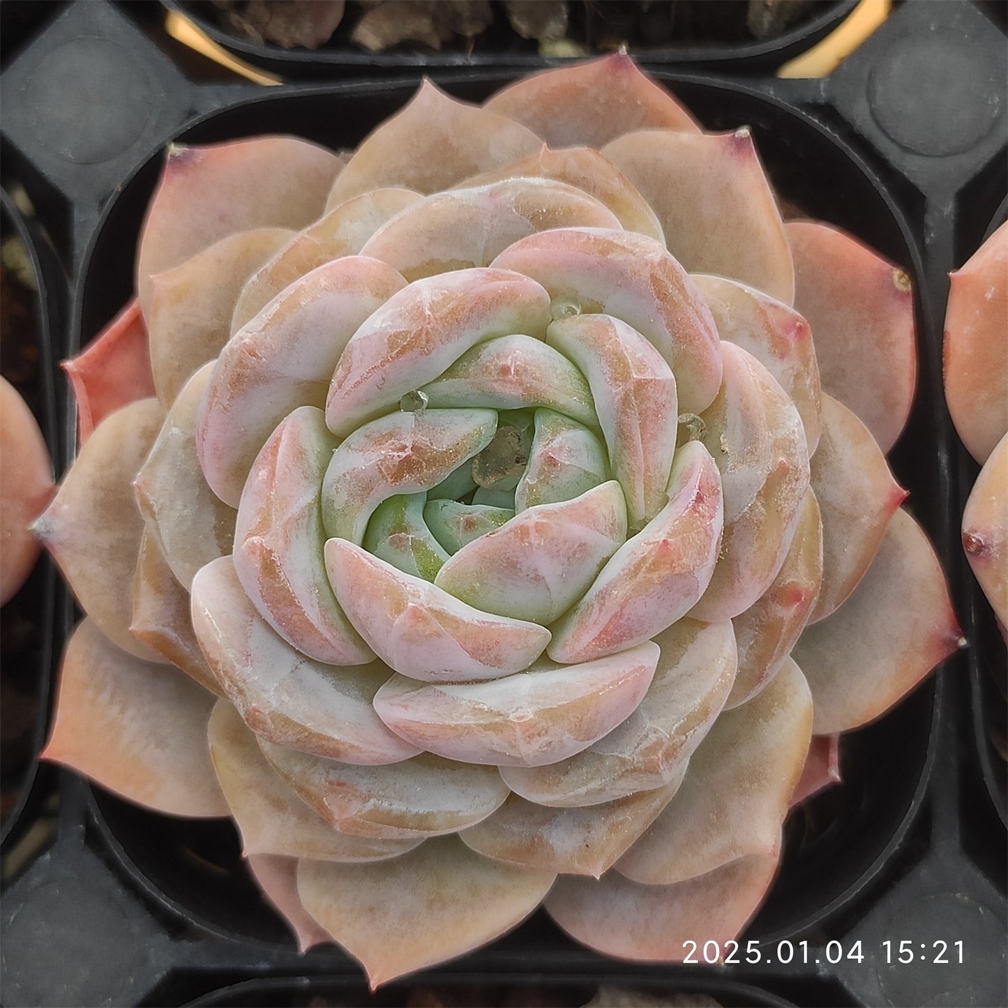 MMY741 スノー タワー (5cm pot)