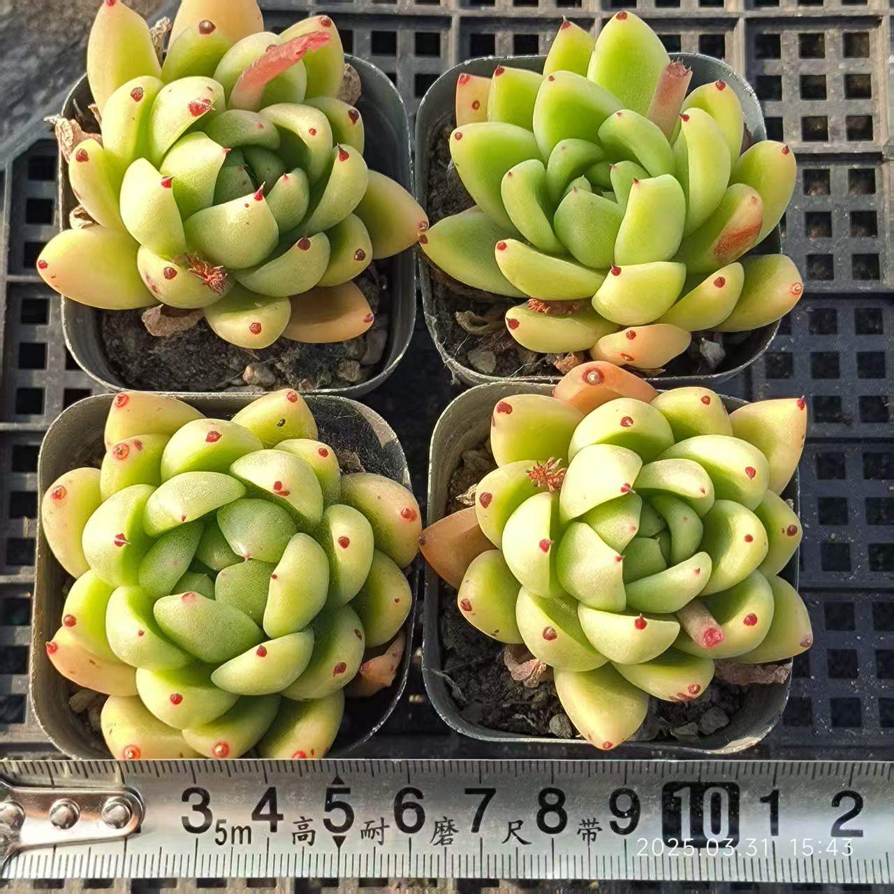 HH162 ハニーワックス(6.5cm pot)