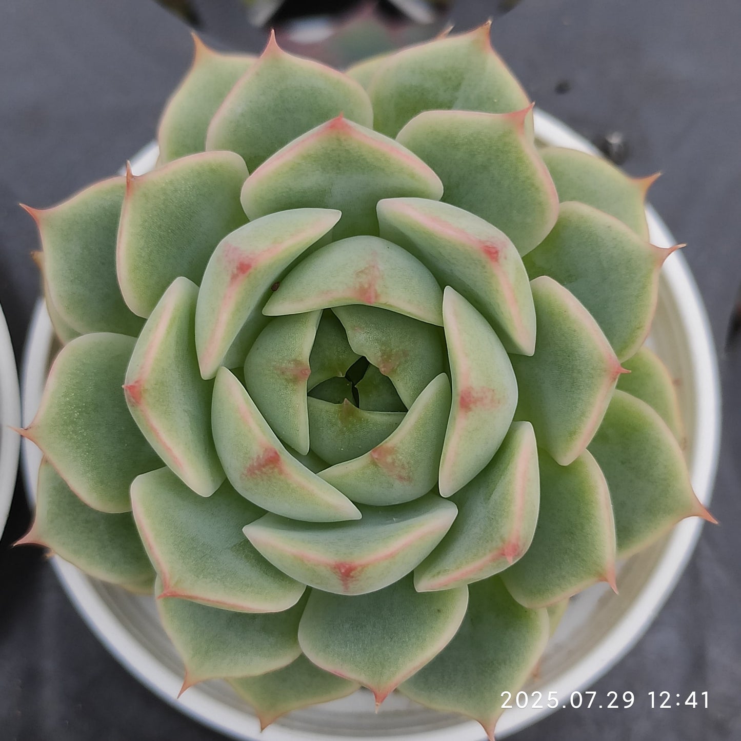 ZZA309 ベンバディス(5.5cm pot)