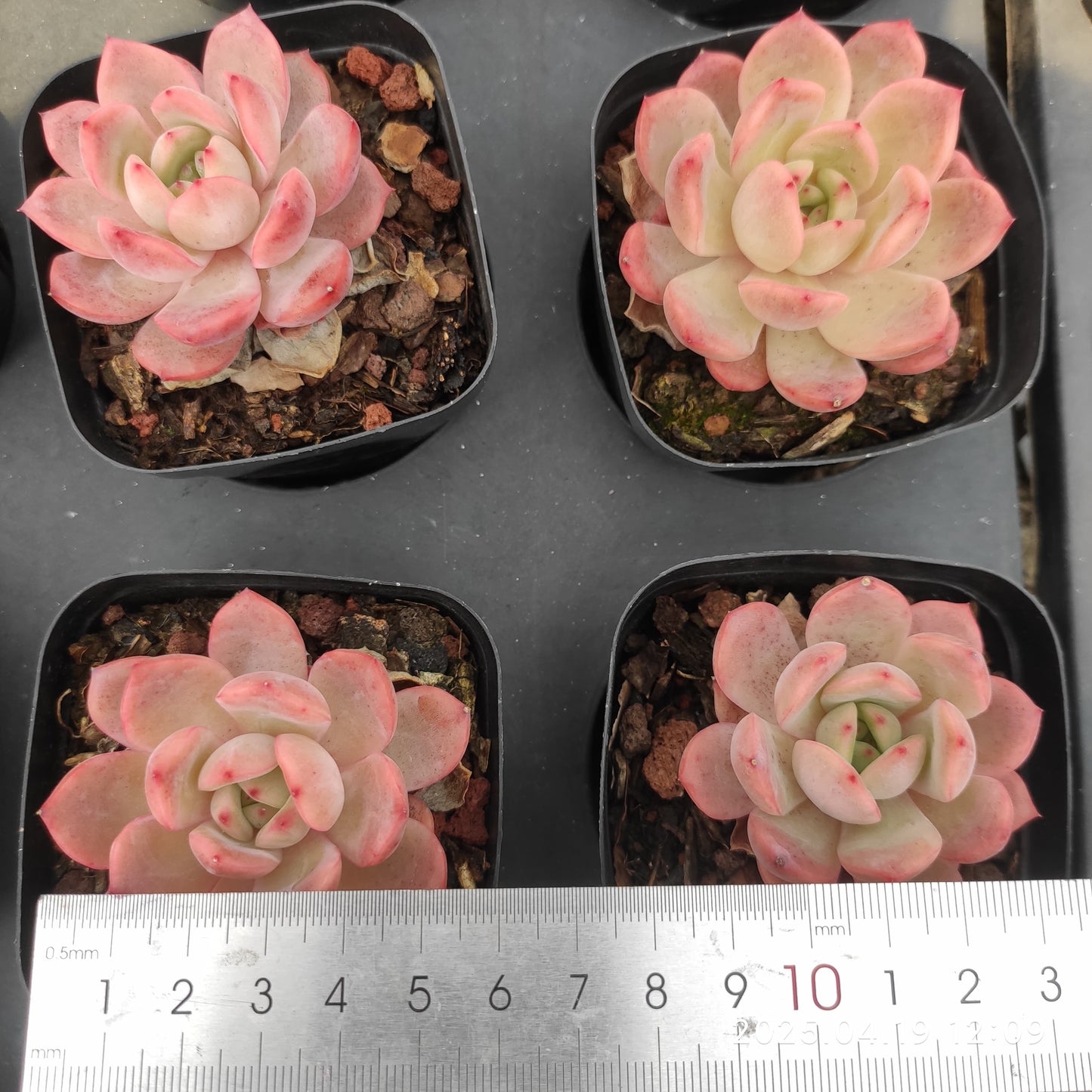 ZZA214 とグリーンピンク(7cm pot)
